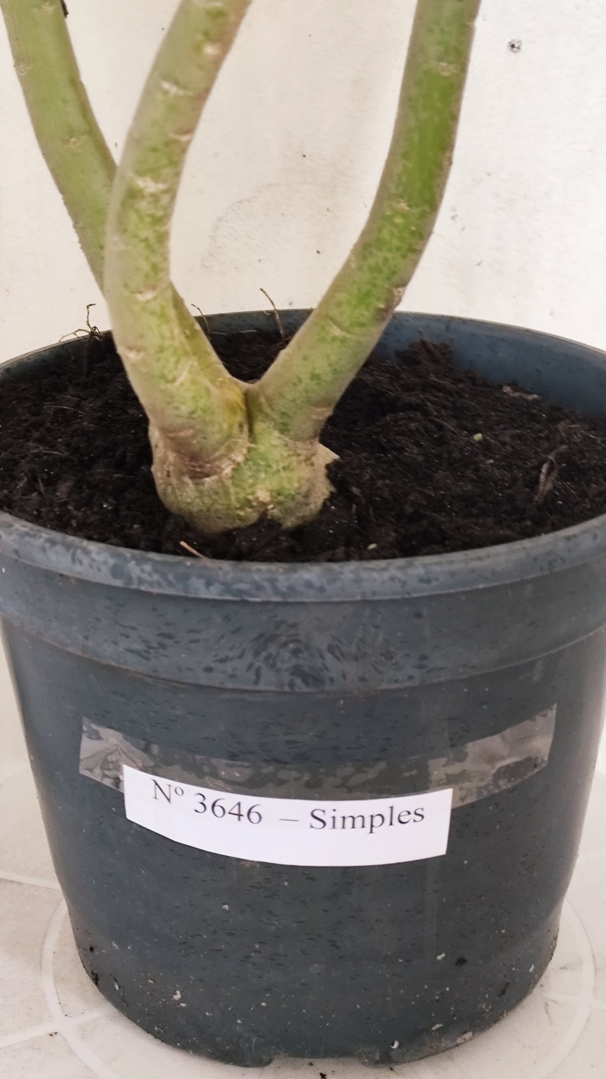 Planta Simples 3646 – 60cm – 04 anos - vaso 20