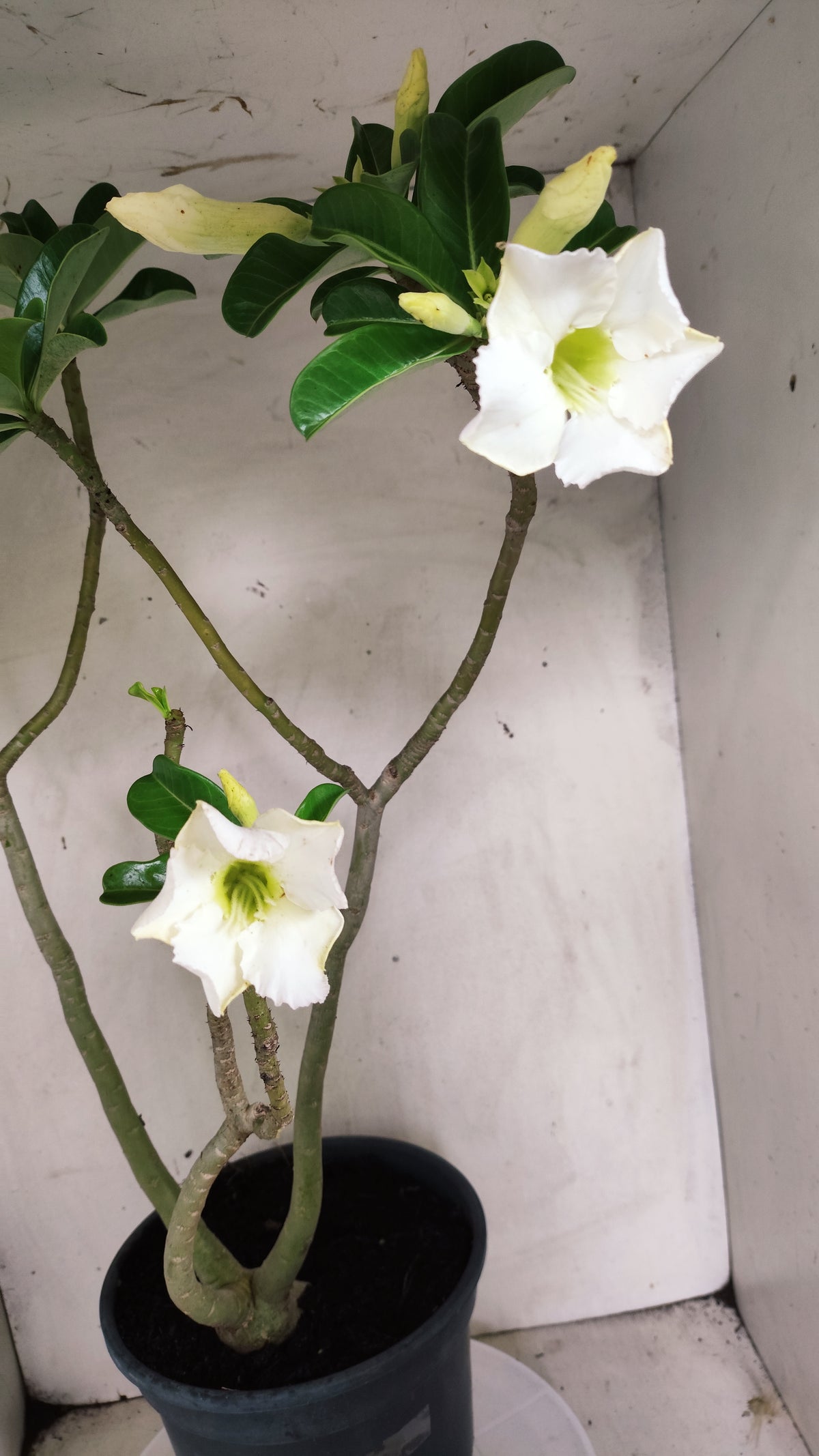 Planta Simples 3646 – 60cm – 04 anos - vaso 20