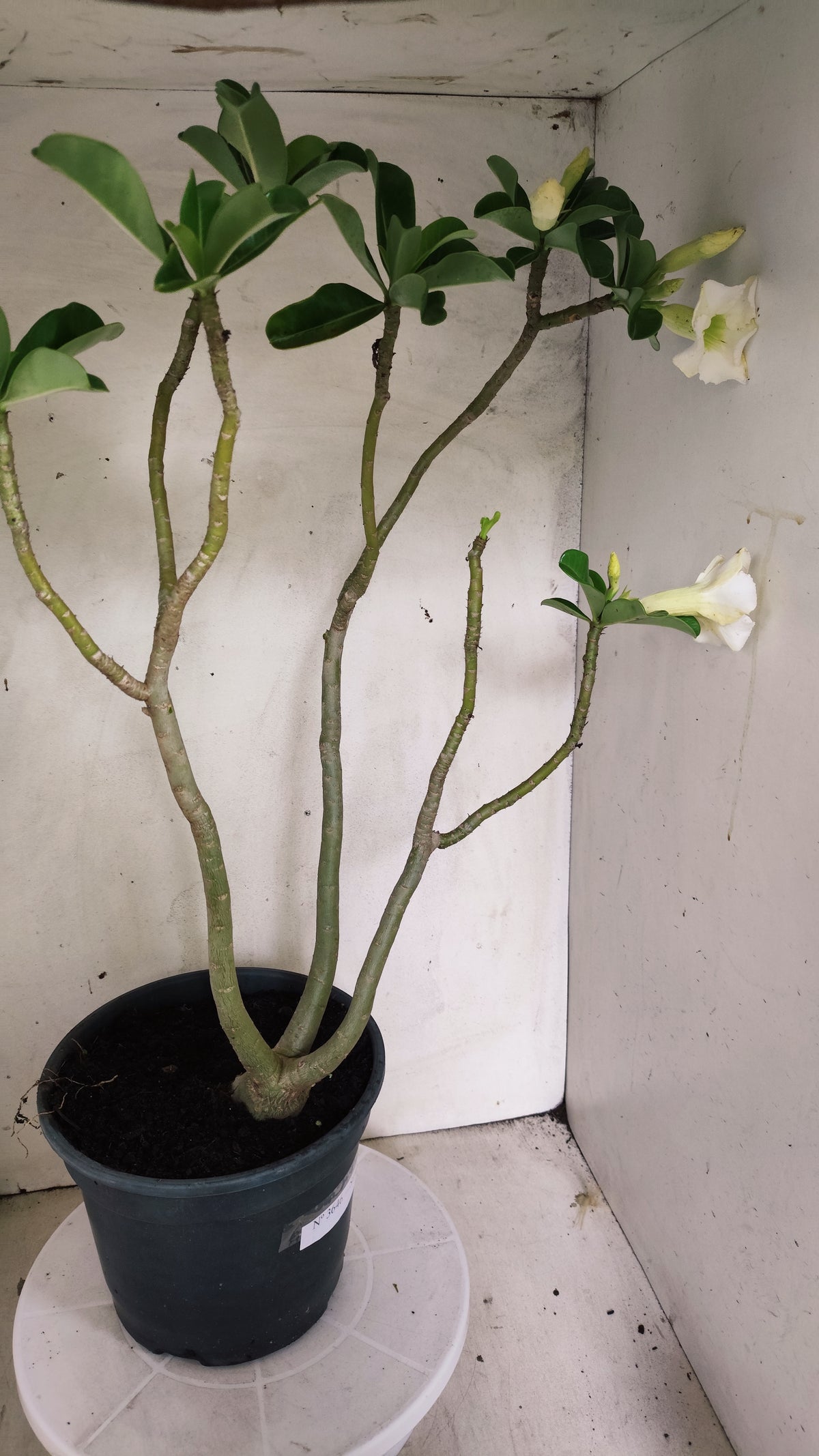 Planta Simples 3646 – 60cm – 04 anos - vaso 20