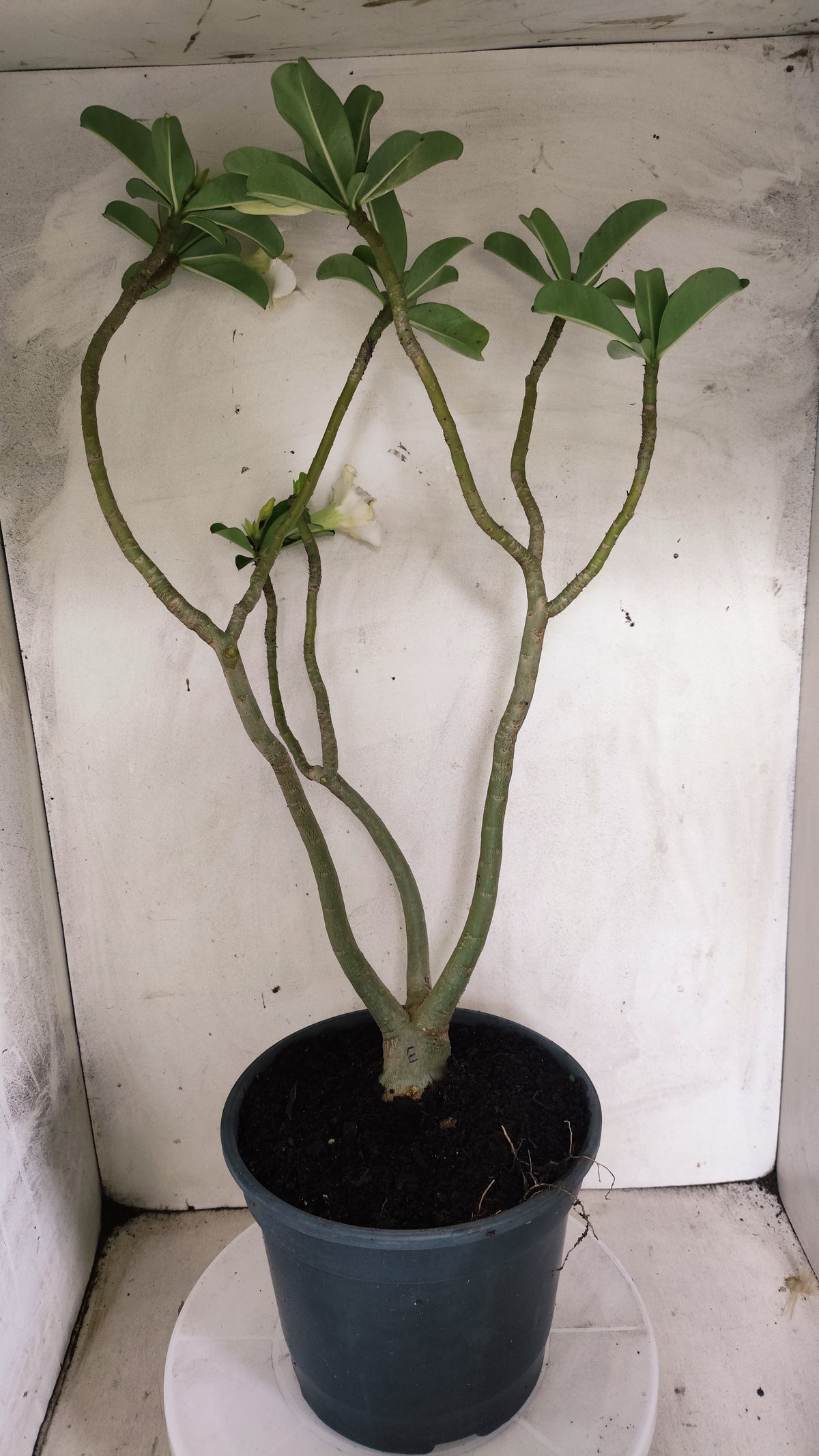 Planta Simples 3646 – 60cm – 04 anos - vaso 20