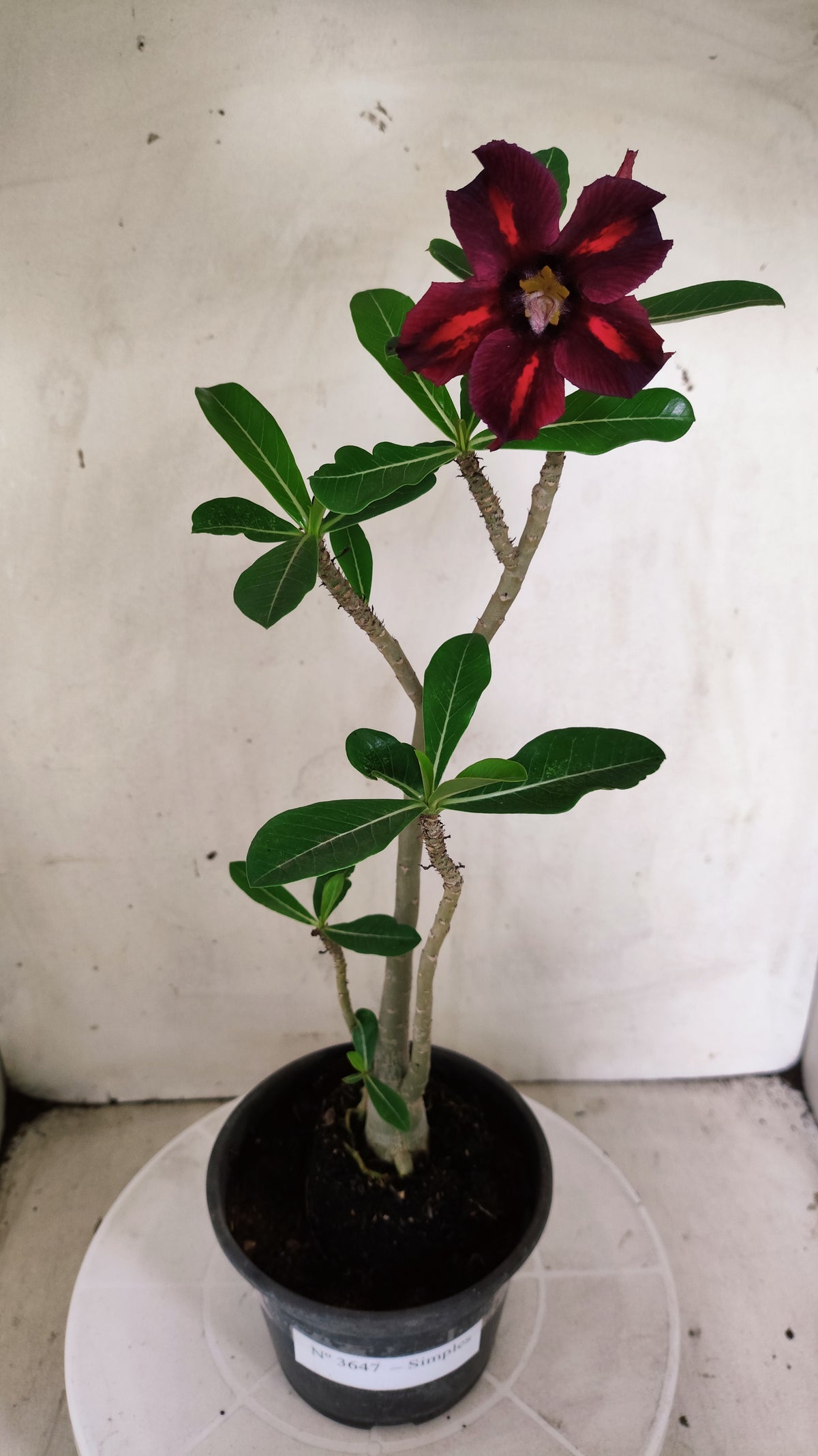 Planta Simples 3647 – 30cm – 02 anos - vaso 15