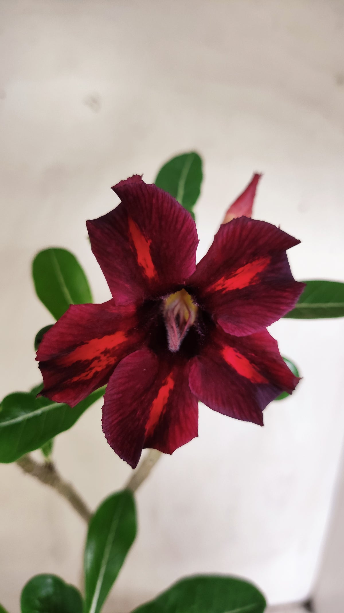 Planta Simples 3647 – 30cm – 02 anos - vaso 15