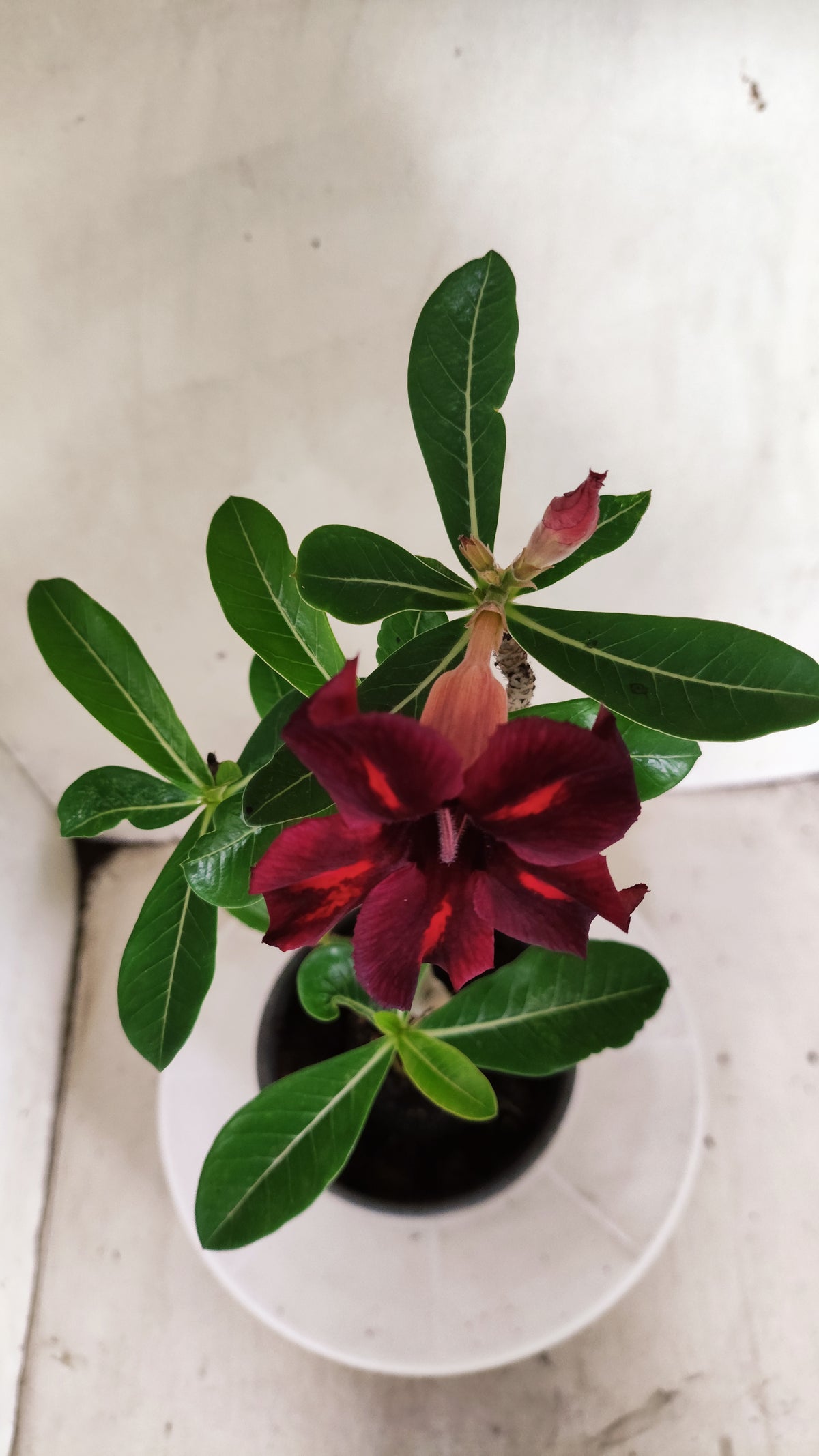 Planta Simples 3647 – 30cm – 02 anos - vaso 15