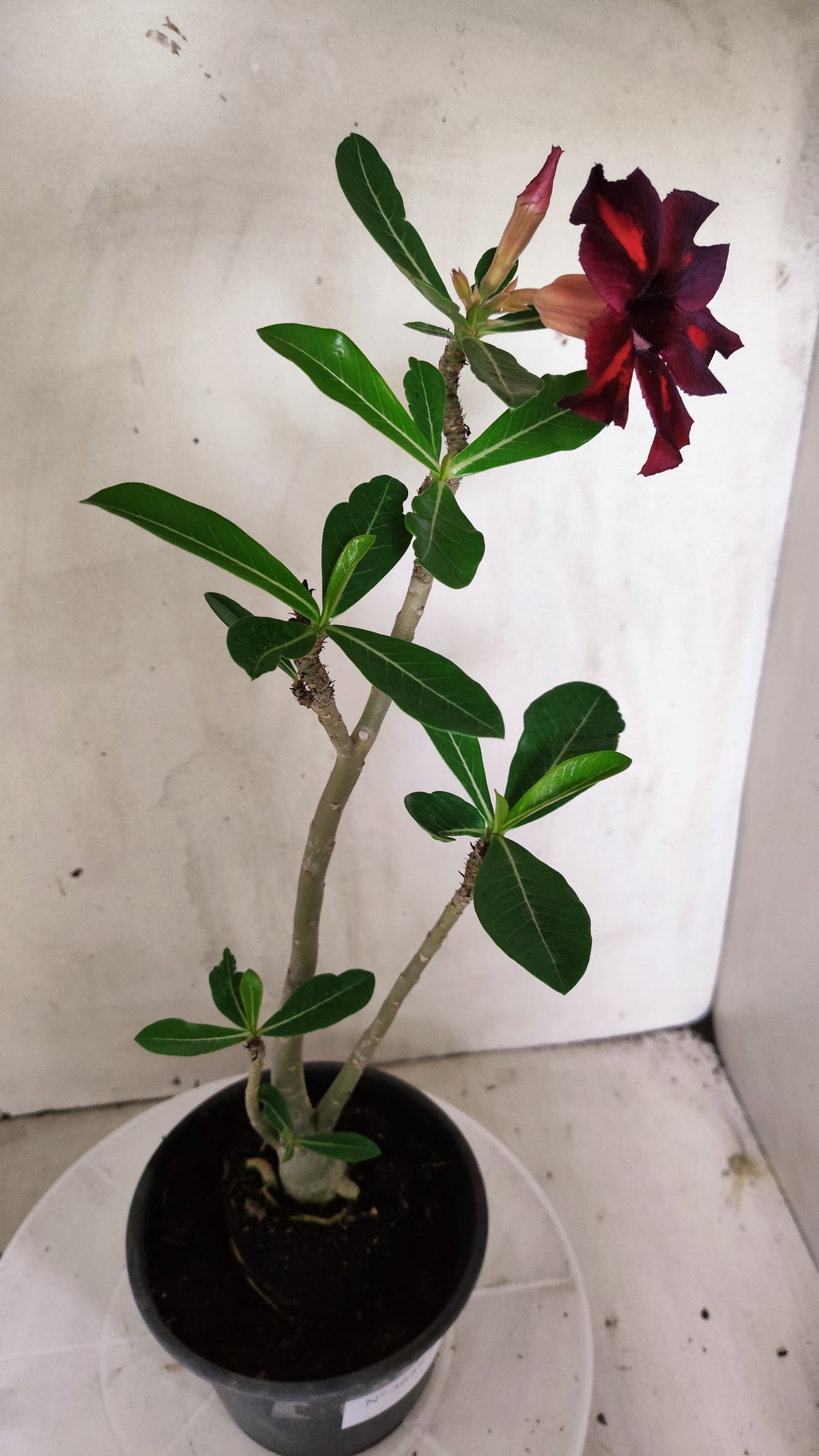 Planta Simples 3647 – 30cm – 02 anos - vaso 15