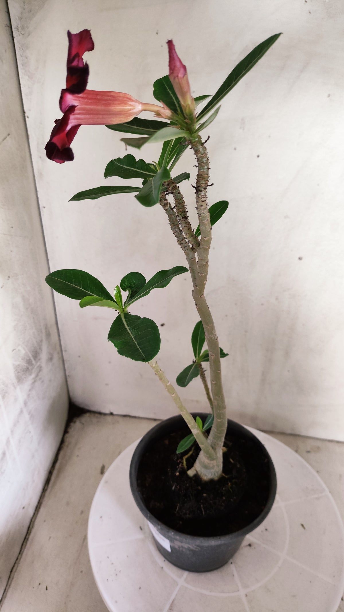 Planta Simples 3647 – 30cm – 02 anos - vaso 15