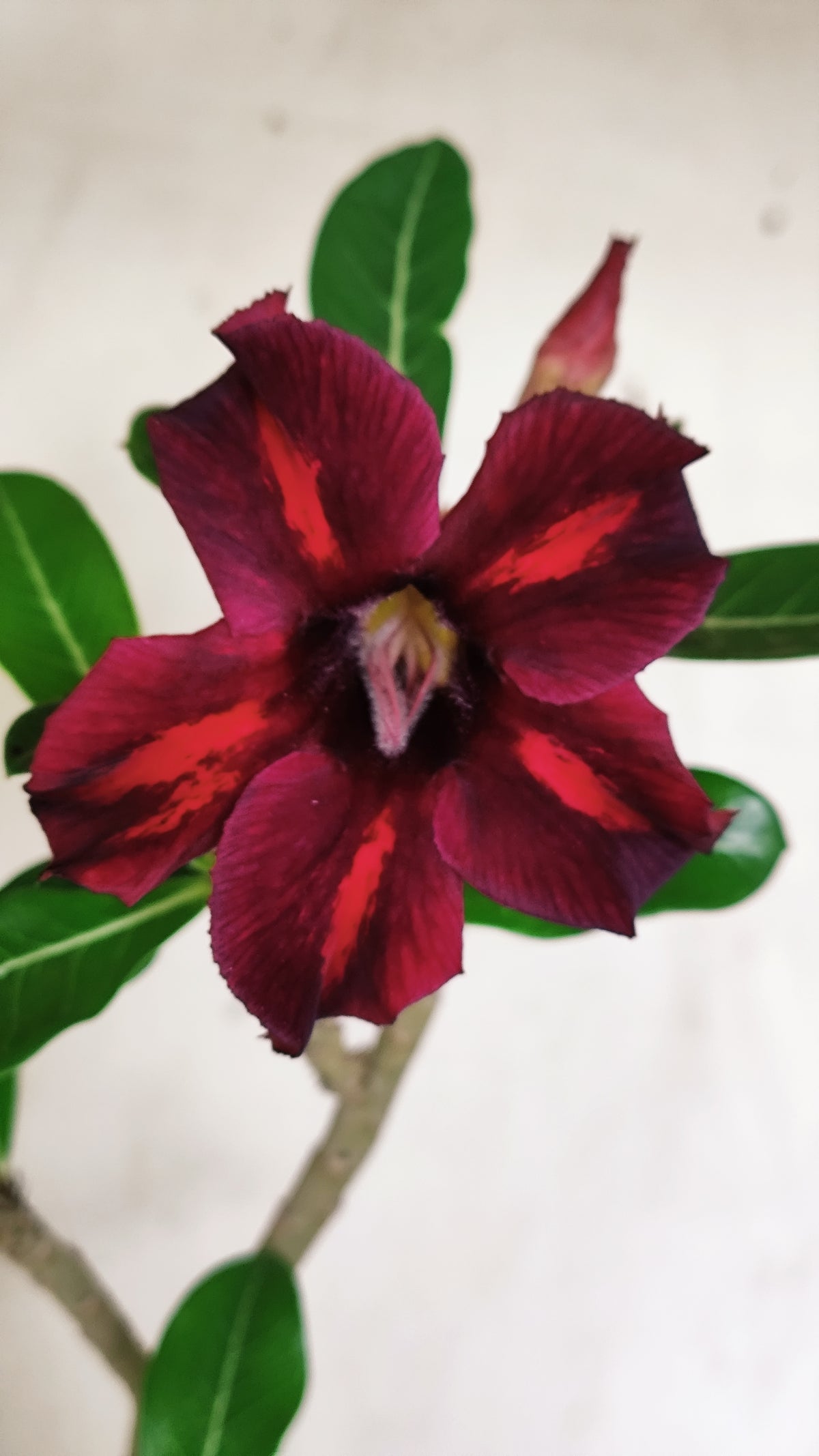 Planta Simples 3647 – 30cm – 02 anos - vaso 15