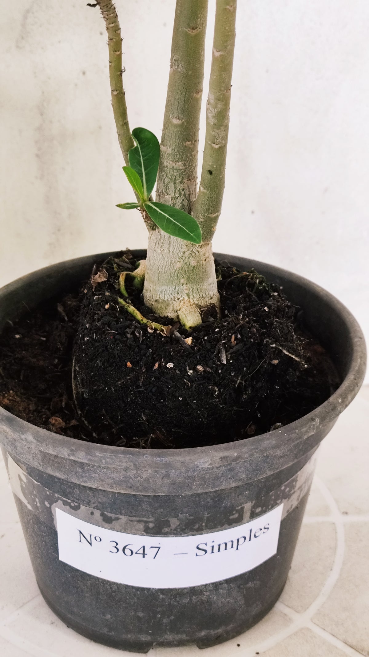 Planta Simples 3647 – 30cm – 02 anos - vaso 15