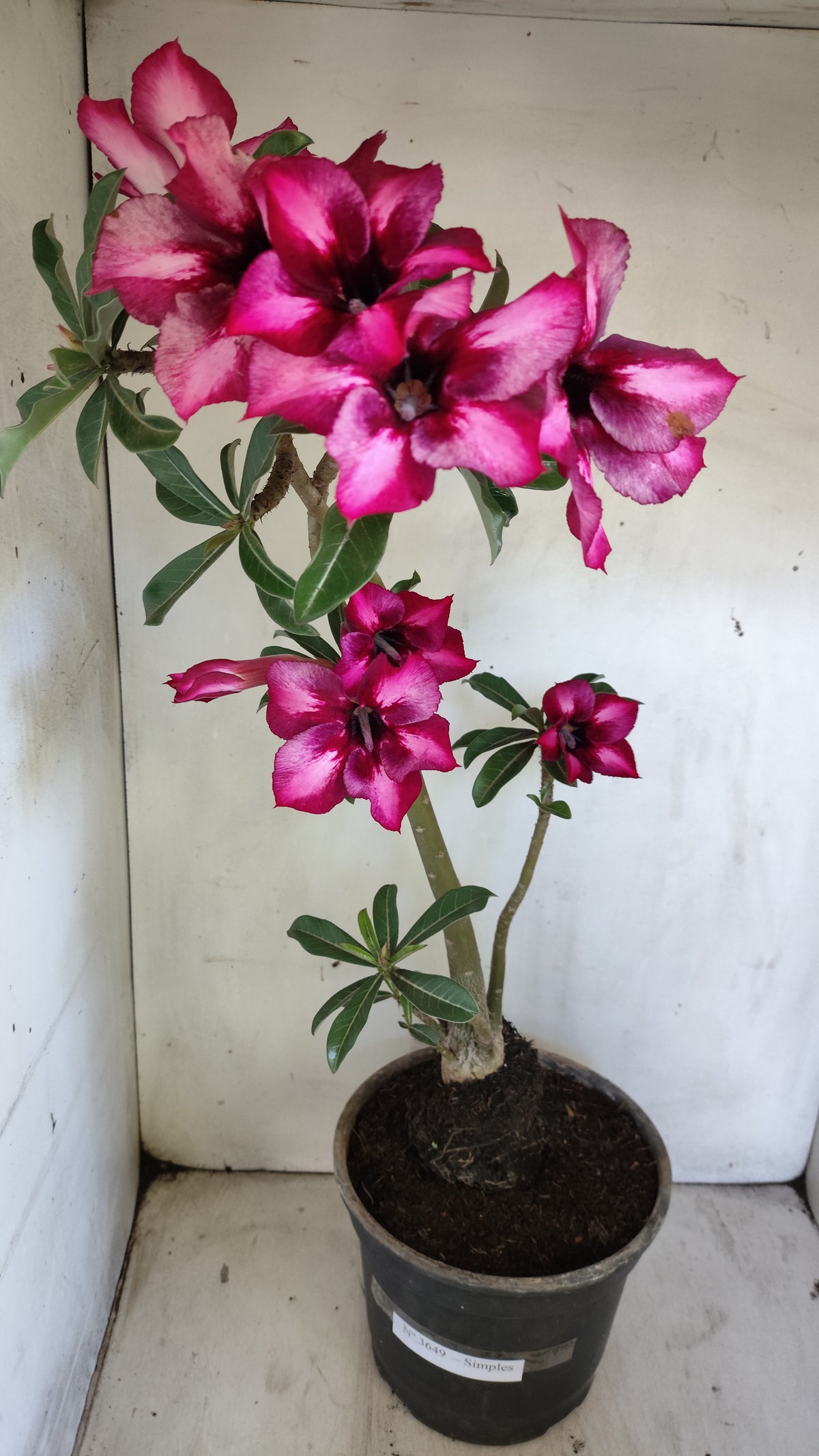 Planta Simples 3649 – 40cm – 03 anos - vaso 17