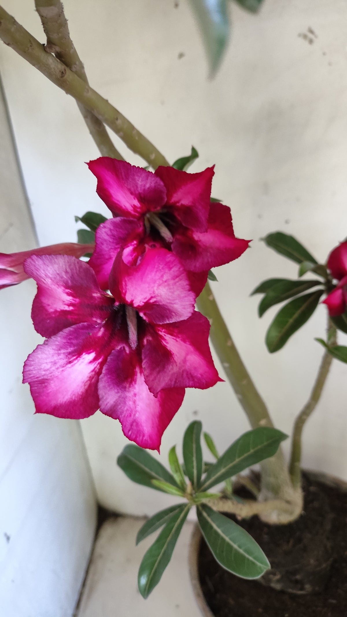 Planta Simples 3649 – 40cm – 03 anos - vaso 17