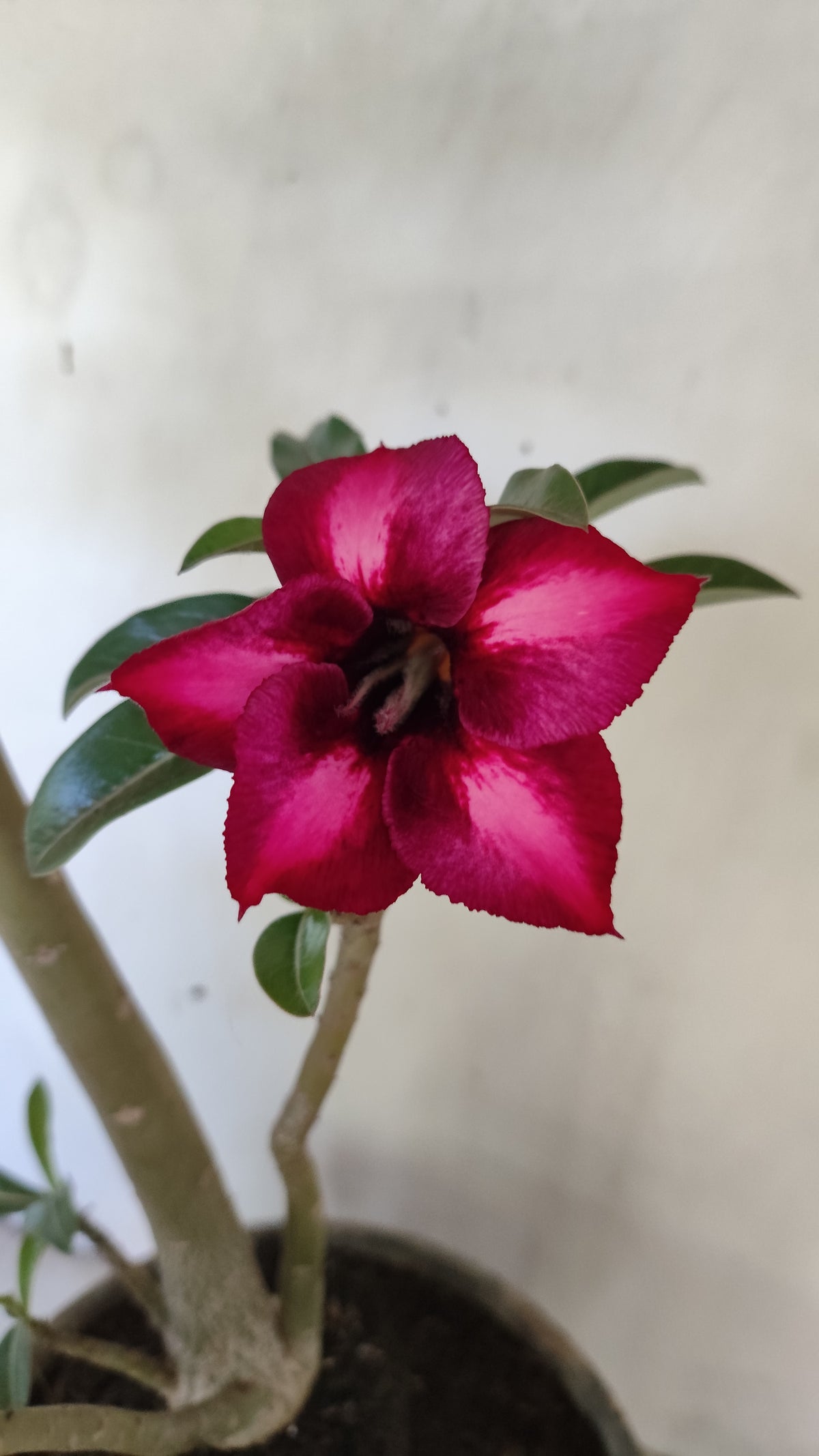 Planta Simples 3649 – 40cm – 03 anos - vaso 17