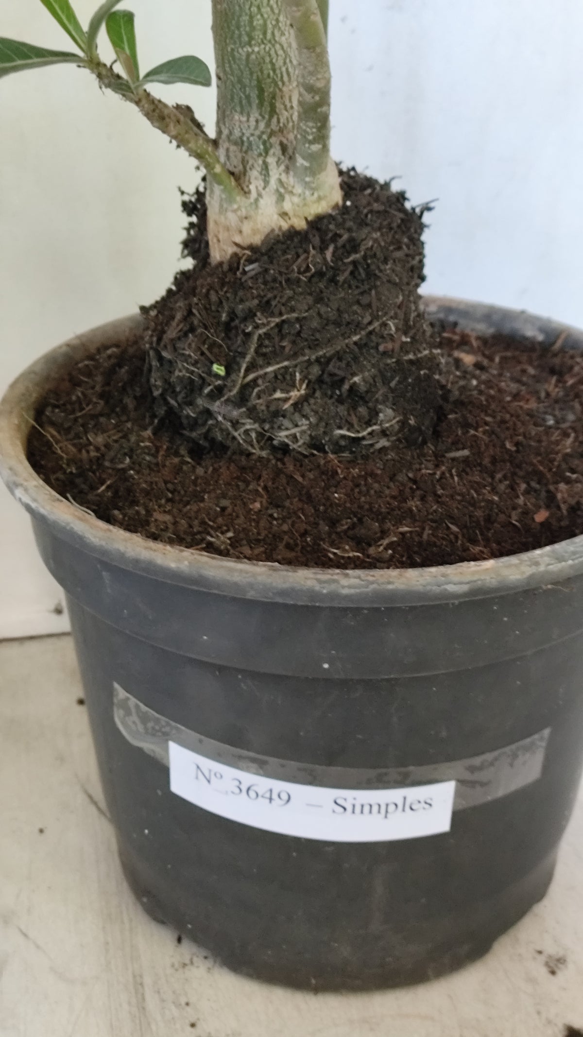 Planta Simples 3649 – 40cm – 03 anos - vaso 17