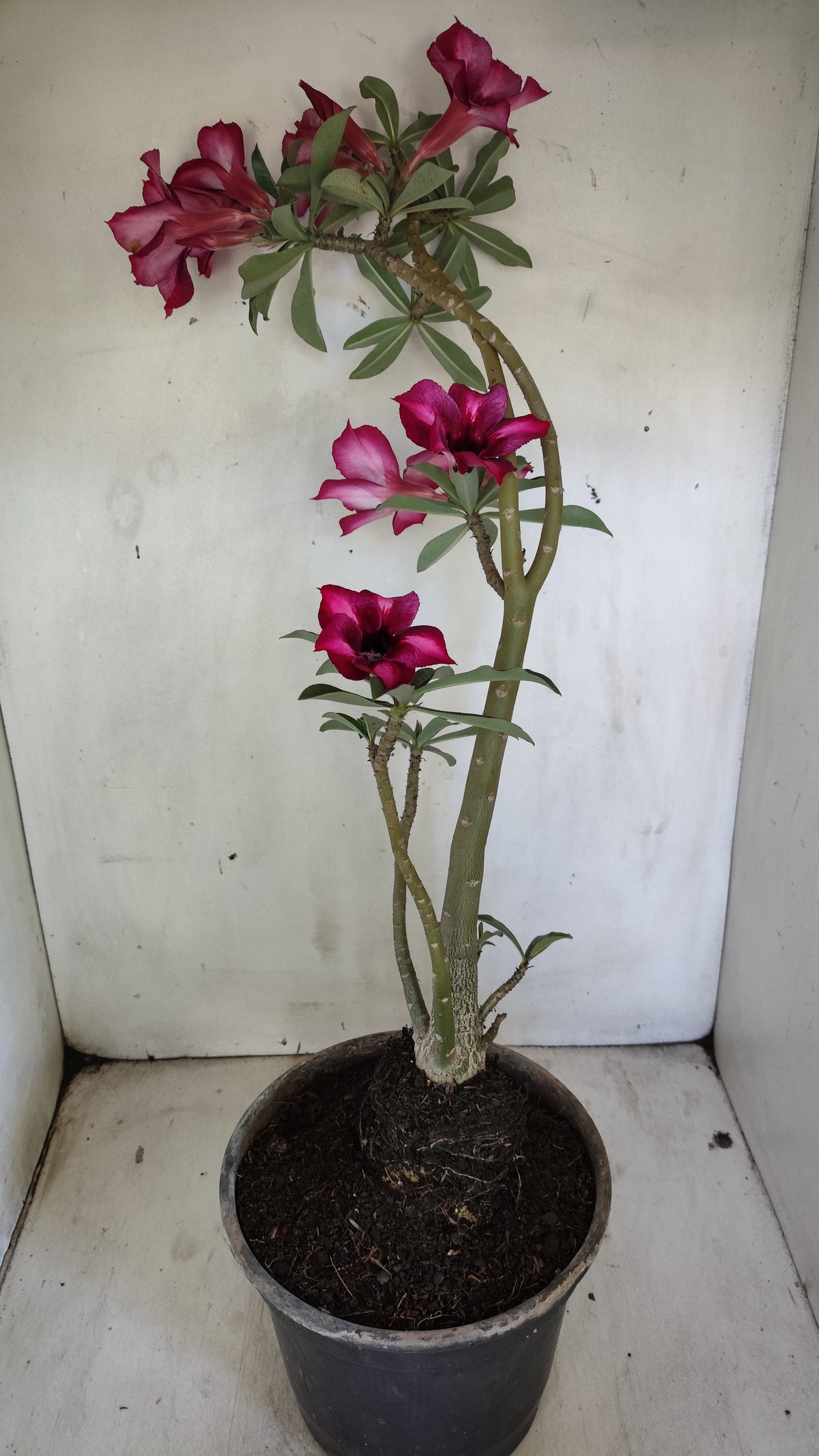 Planta Simples 3649 – 40cm – 03 anos - vaso 17