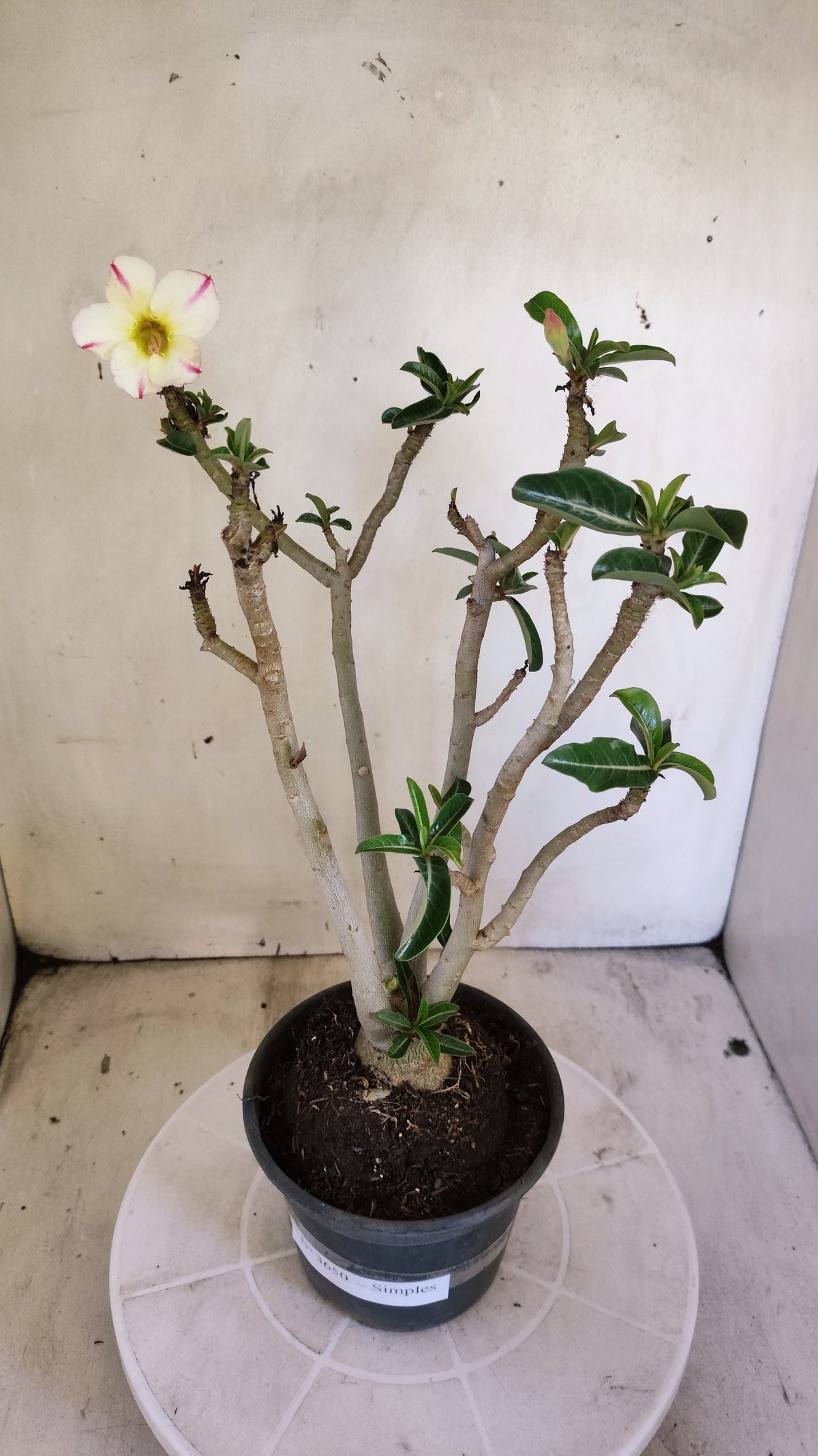 Planta Simples 3650 – 30cm – 02 anos - vaso 15