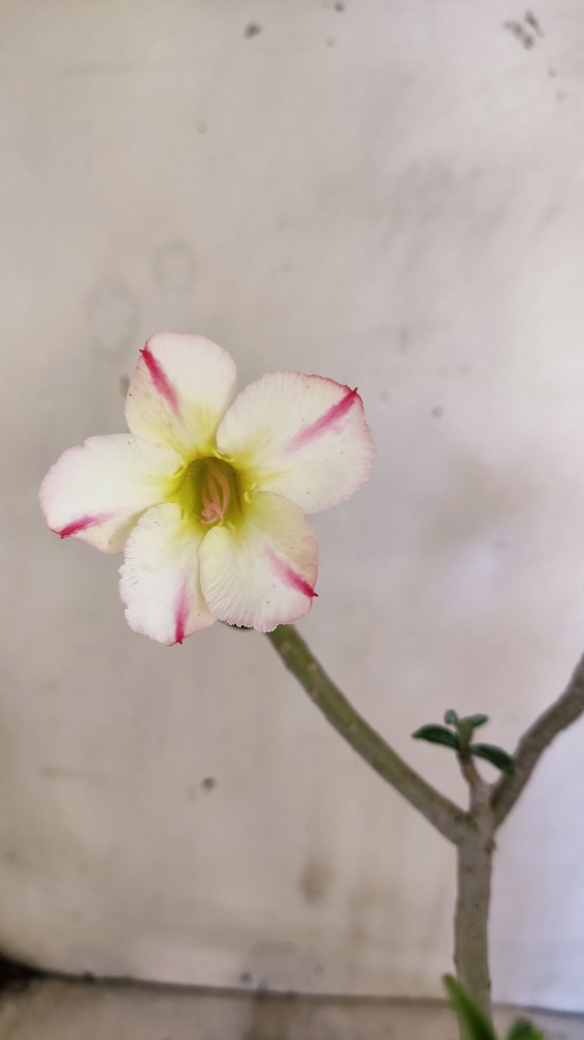 Planta Simples 3650 – 30cm – 02 anos - vaso 15