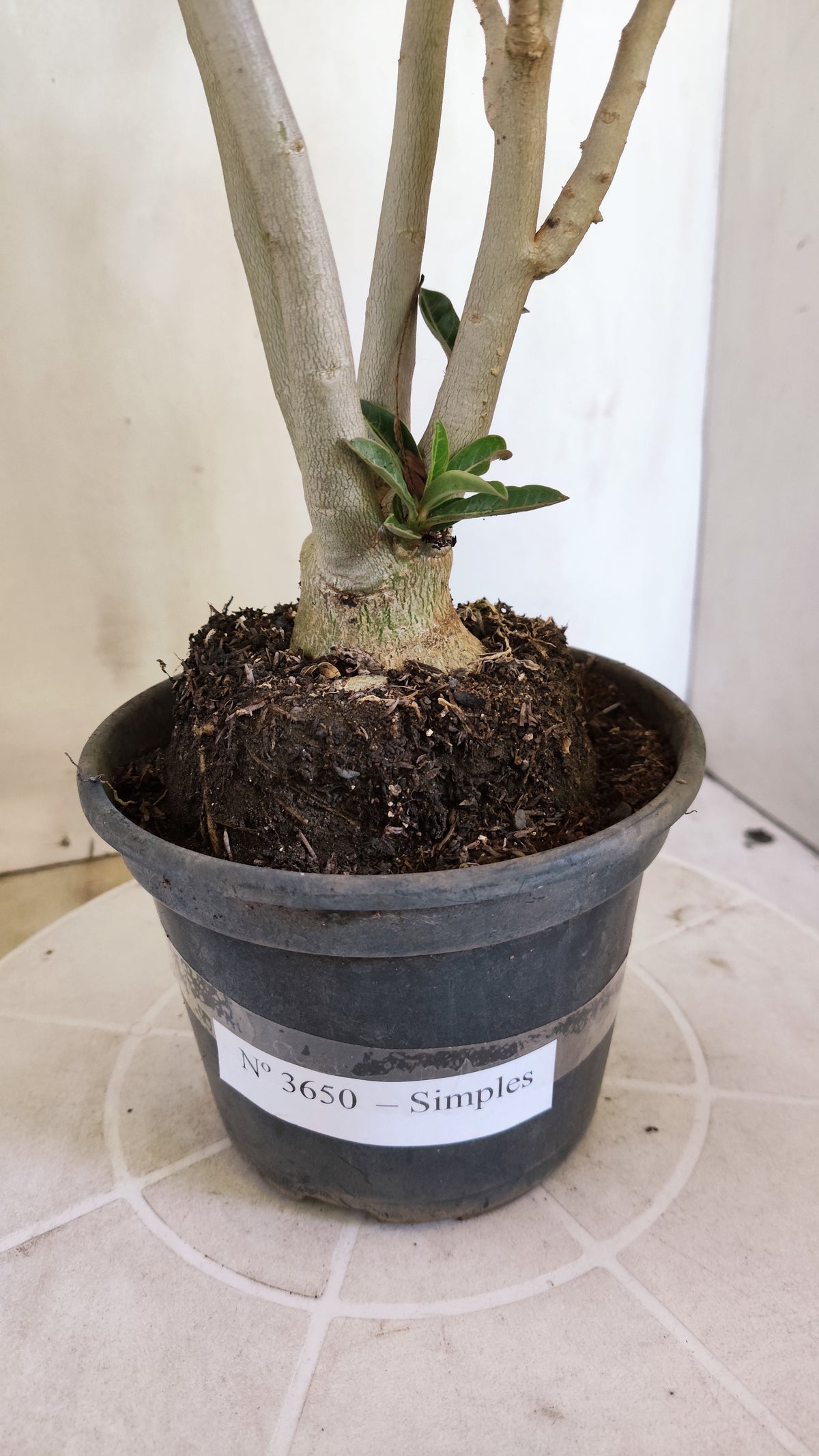 Planta Simples 3650 – 30cm – 02 anos - vaso 15