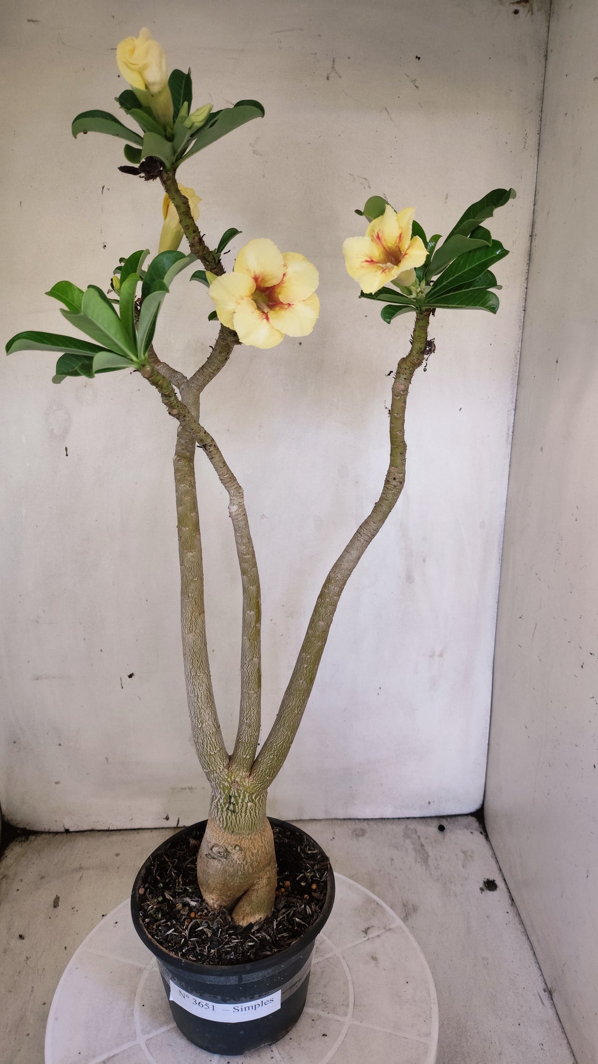 Planta Simples 3651 – 40cm – 03 anos - vaso 15