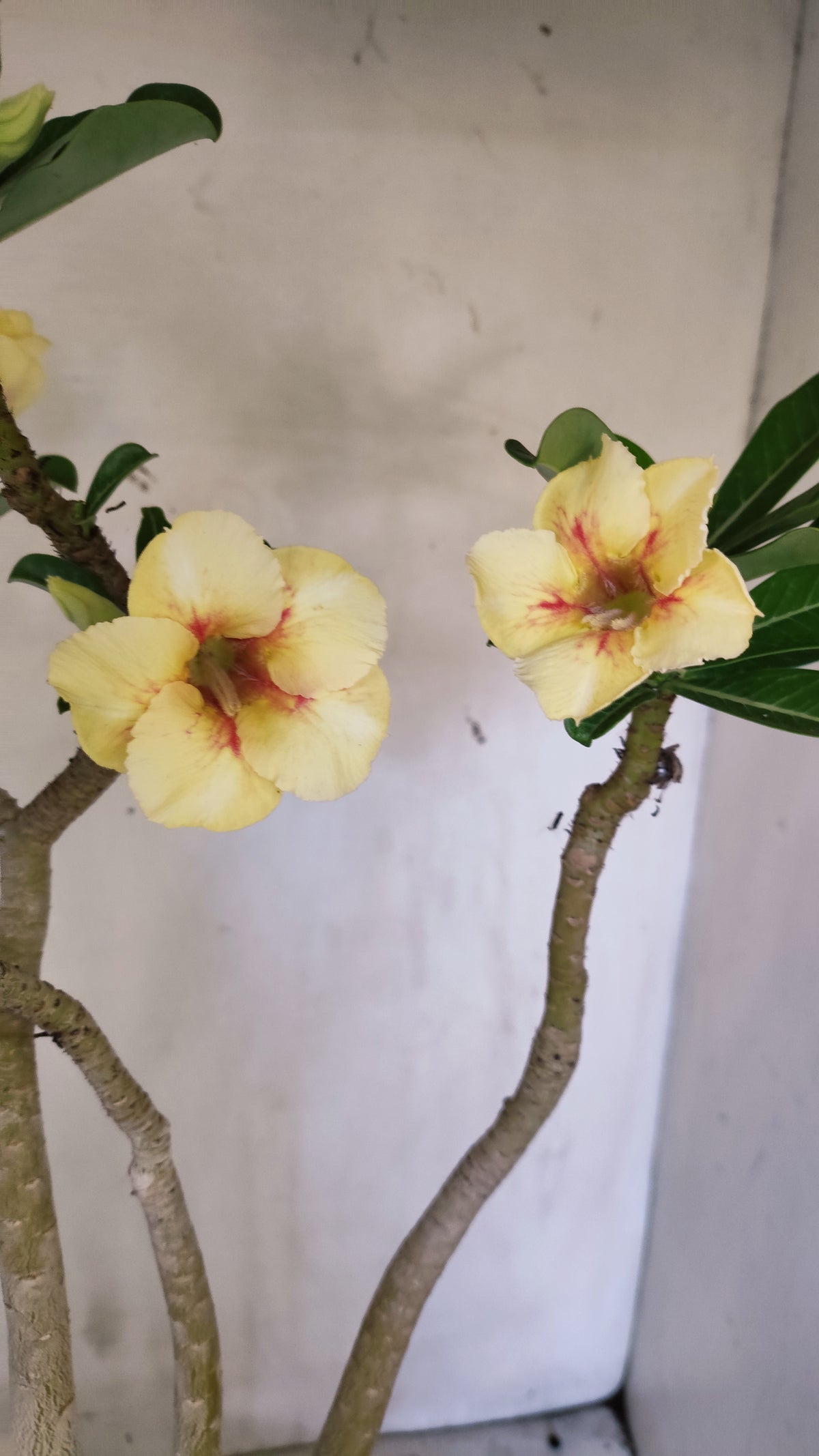 Planta Simples 3651 – 40cm – 03 anos - vaso 15