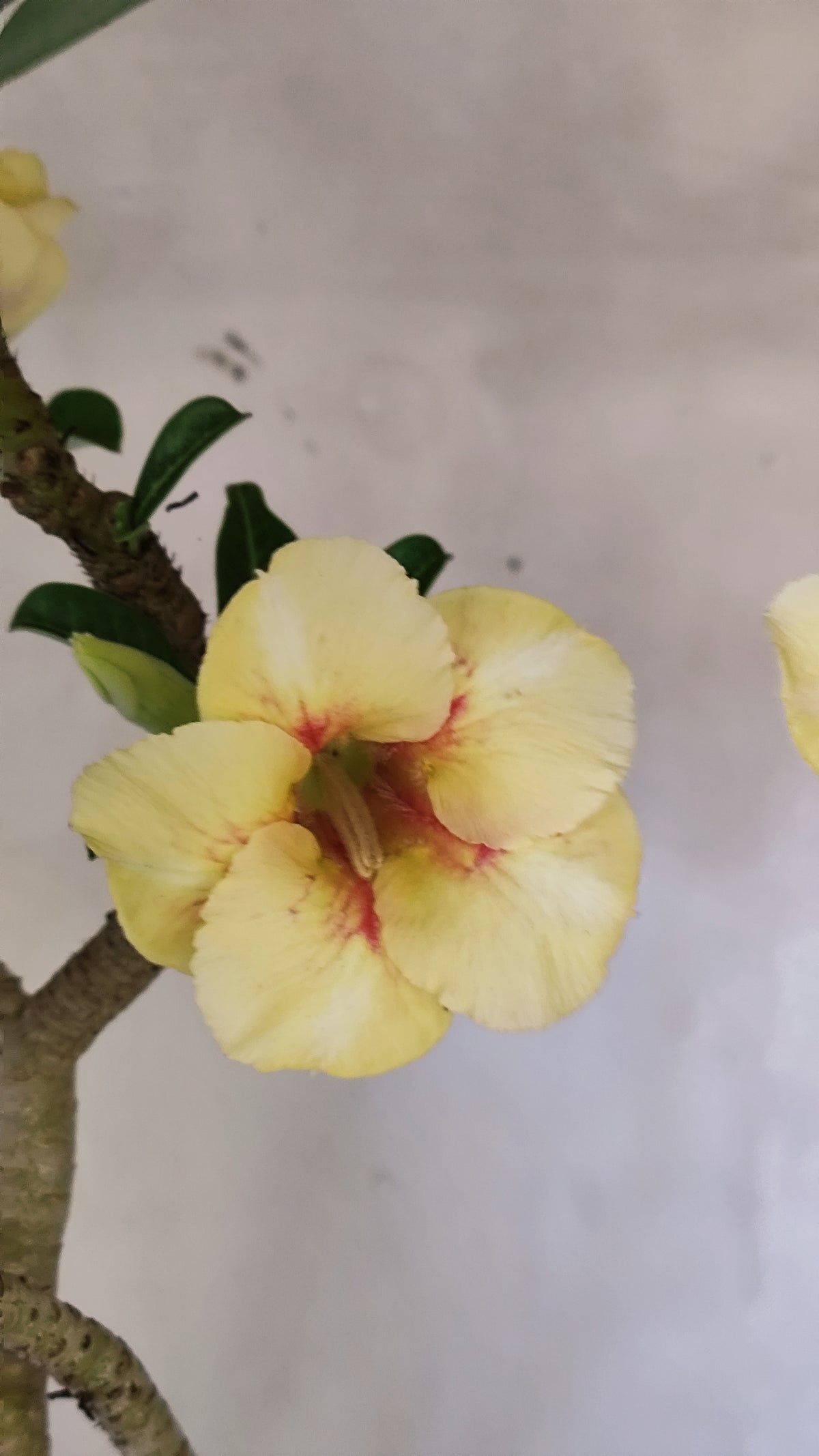 Planta Simples 3651 – 40cm – 03 anos - vaso 15