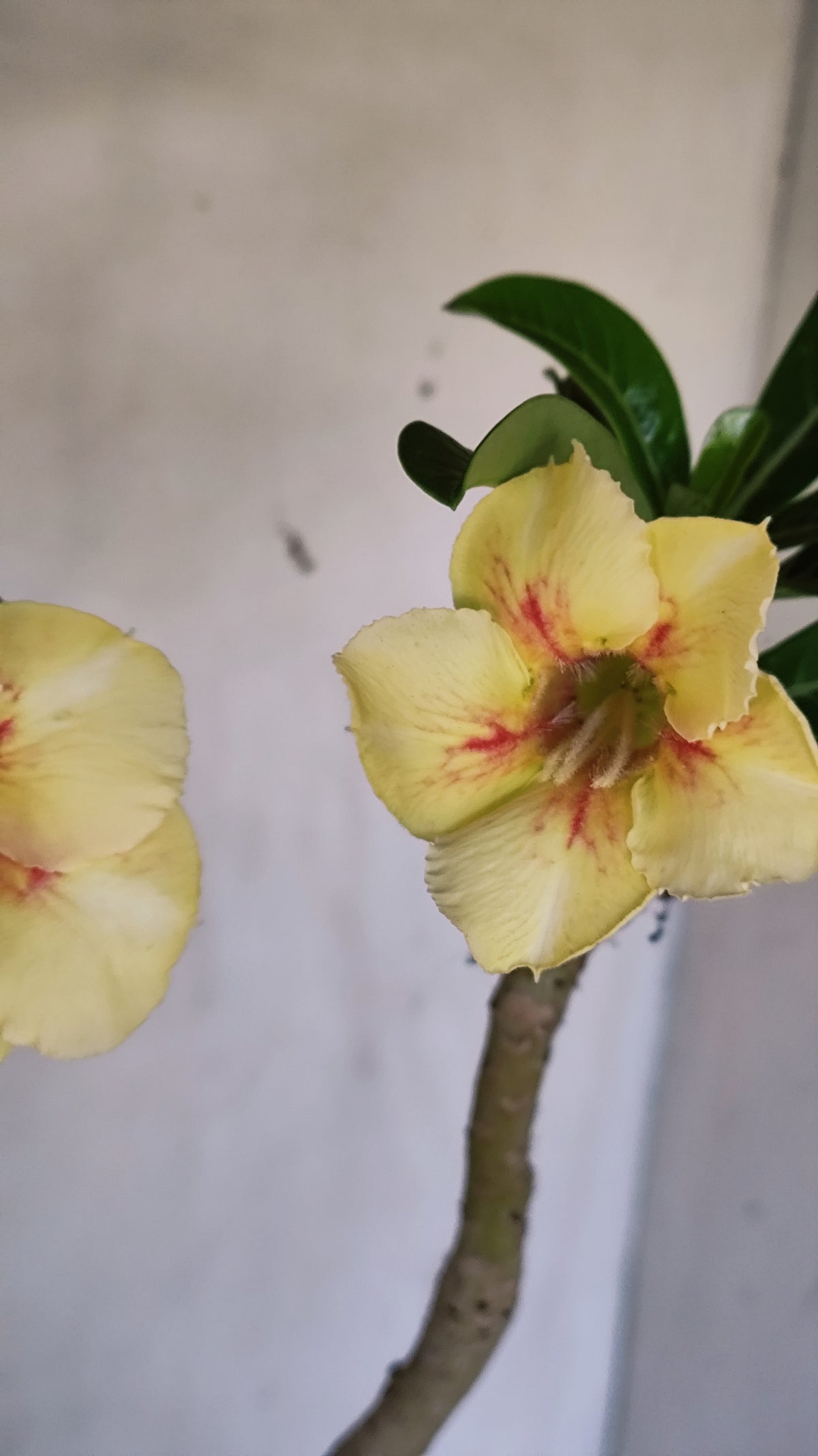 Planta Simples 3651 – 40cm – 03 anos - vaso 15