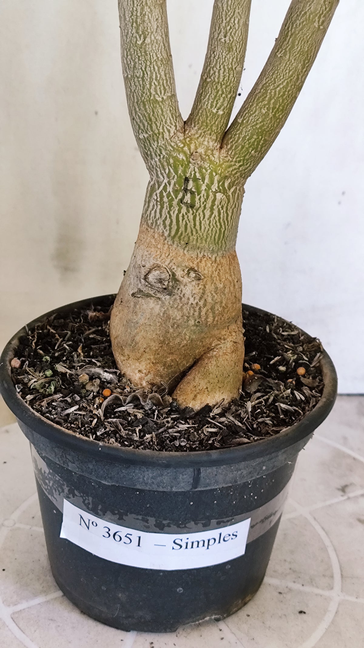 Planta Simples 3651 – 40cm – 03 anos - vaso 15