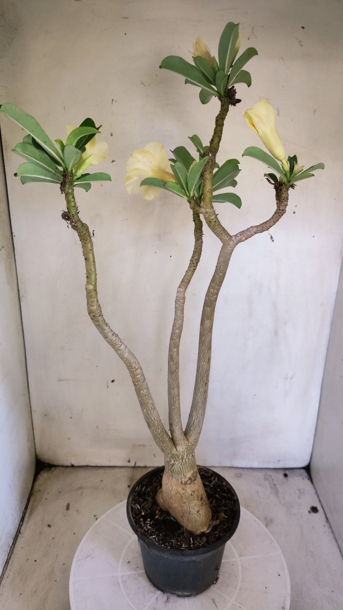 Planta Simples 3651 – 40cm – 03 anos - vaso 15