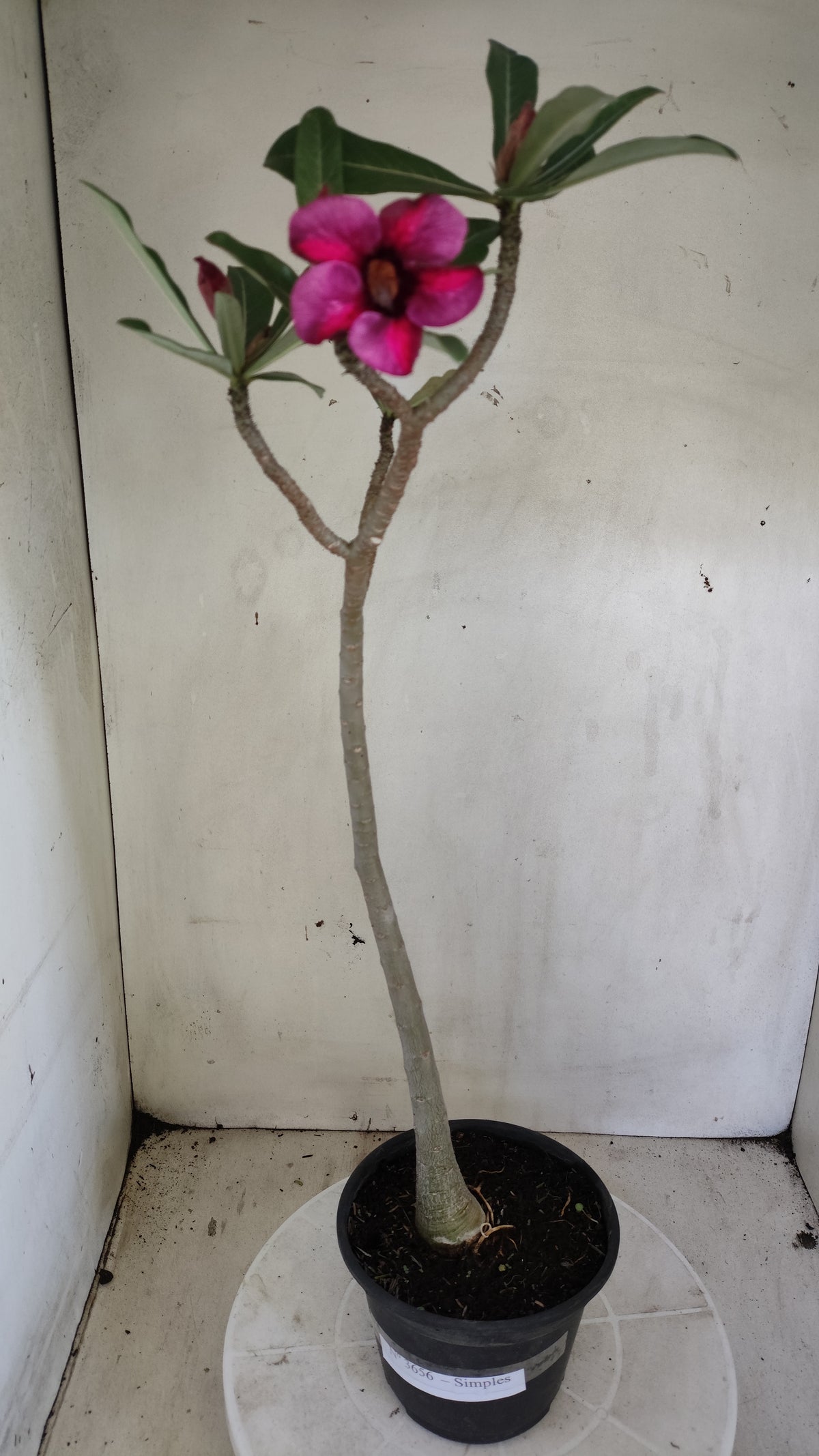 Planta Simples 3656 – 35cm – 03 anos - vaso 15