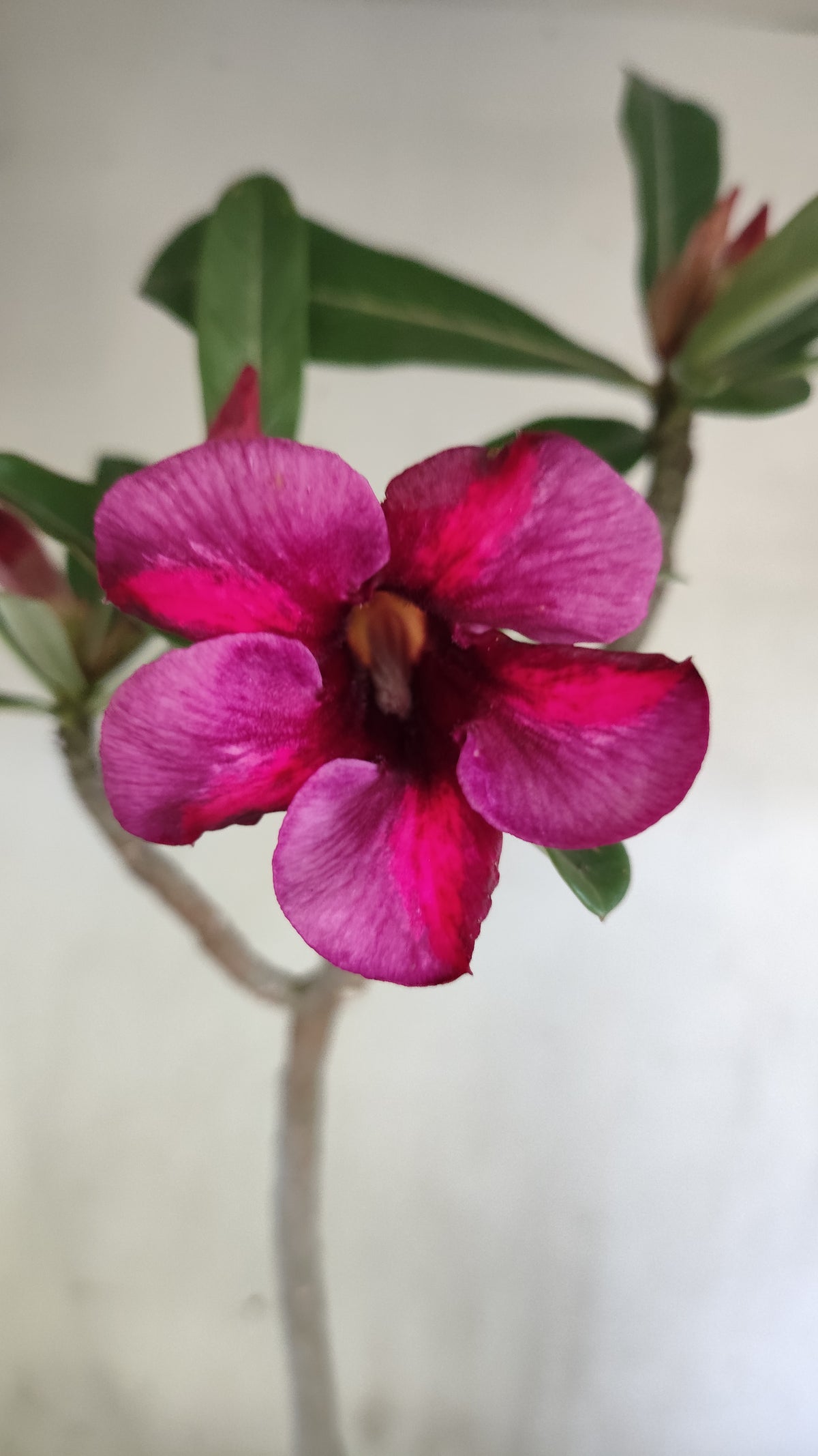 Planta Simples 3656 – 35cm – 03 anos - vaso 15