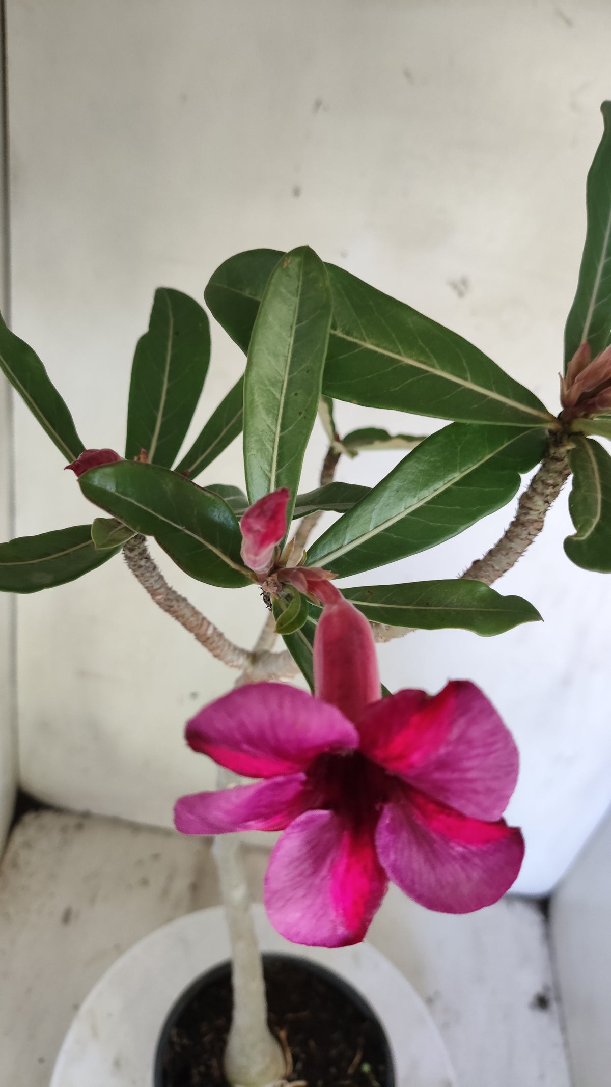 Planta Simples 3656 – 35cm – 03 anos - vaso 15