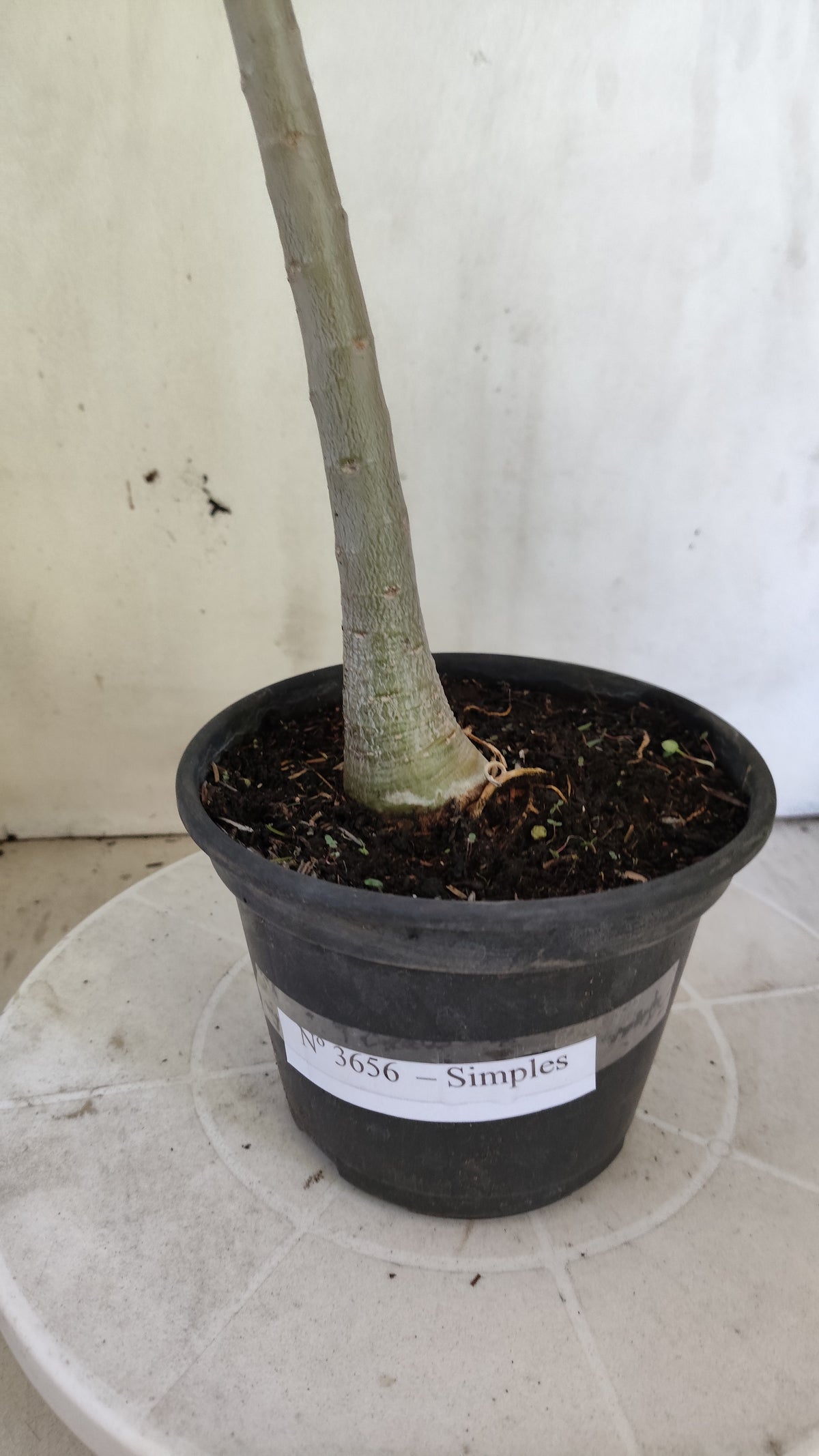 Planta Simples 3656 – 35cm – 03 anos - vaso 15
