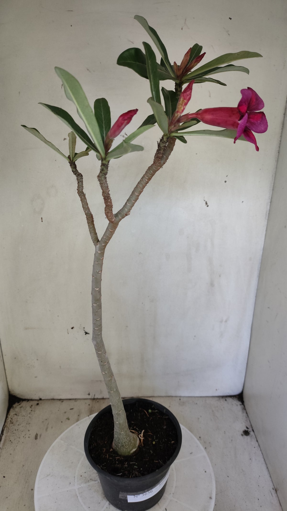Planta Simples 3656 – 35cm – 03 anos - vaso 15