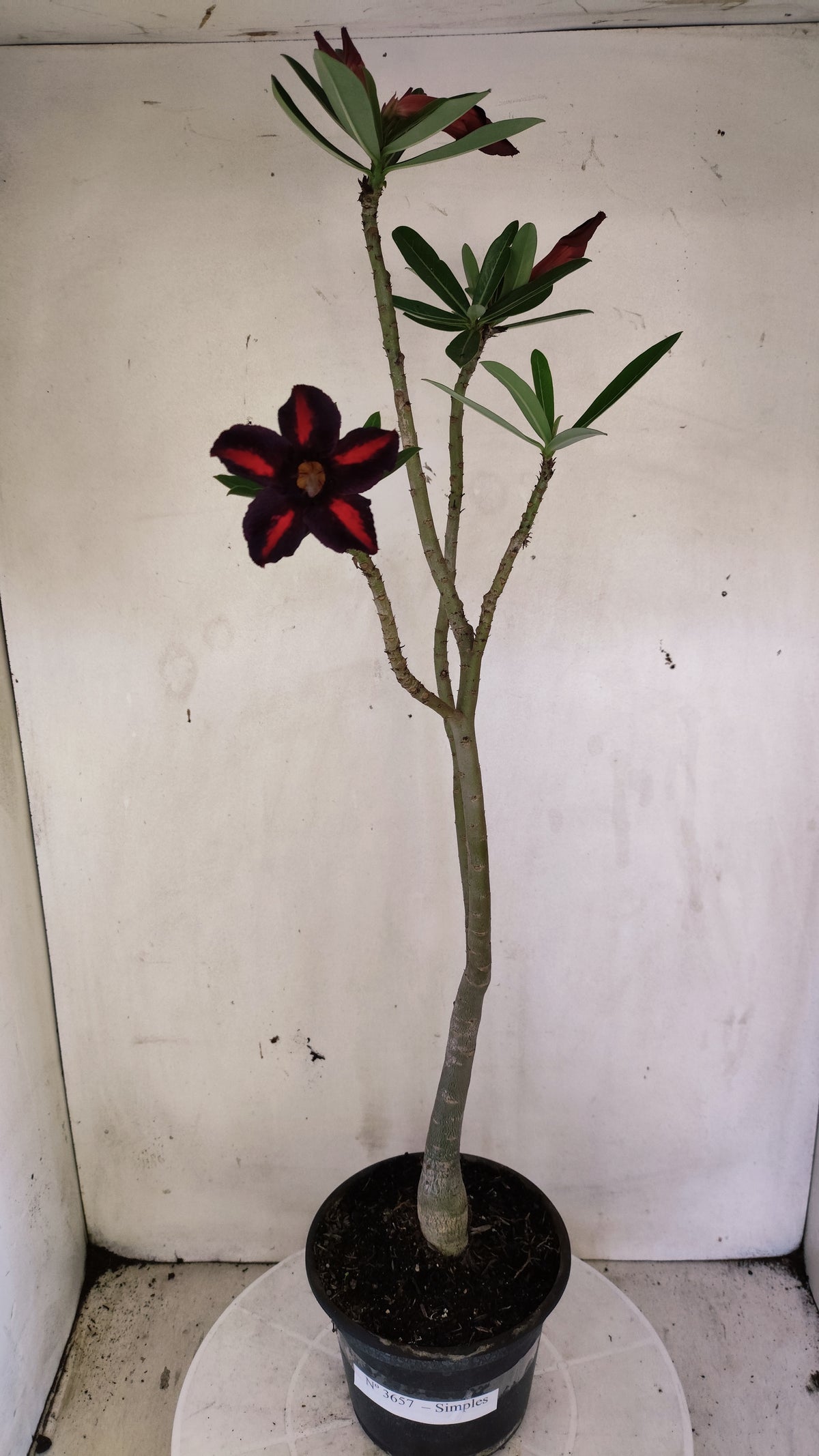 Planta Simples 3657 – 35cm – 03 anos - vaso 15