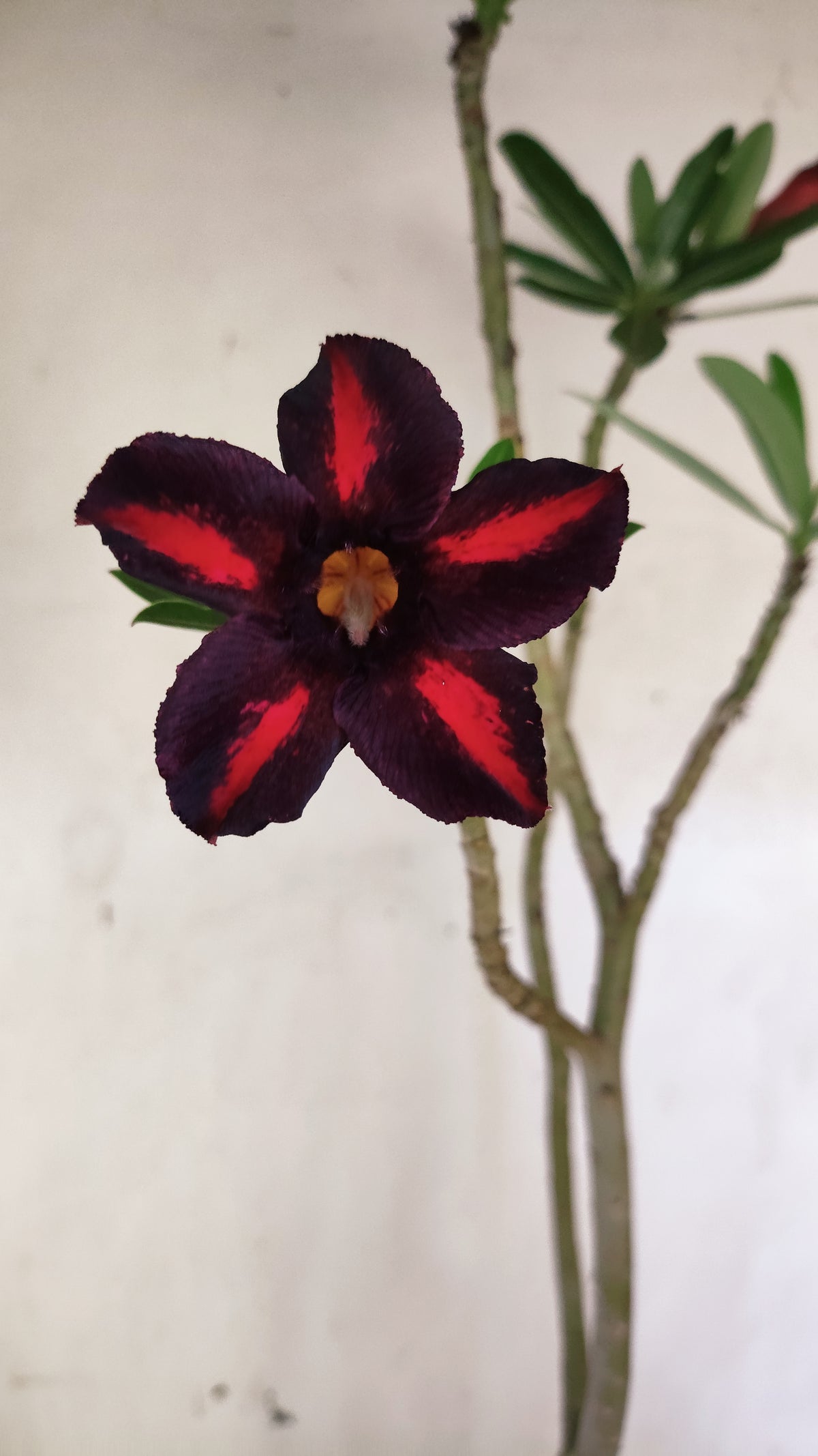Planta Simples 3657 – 35cm – 03 anos - vaso 15