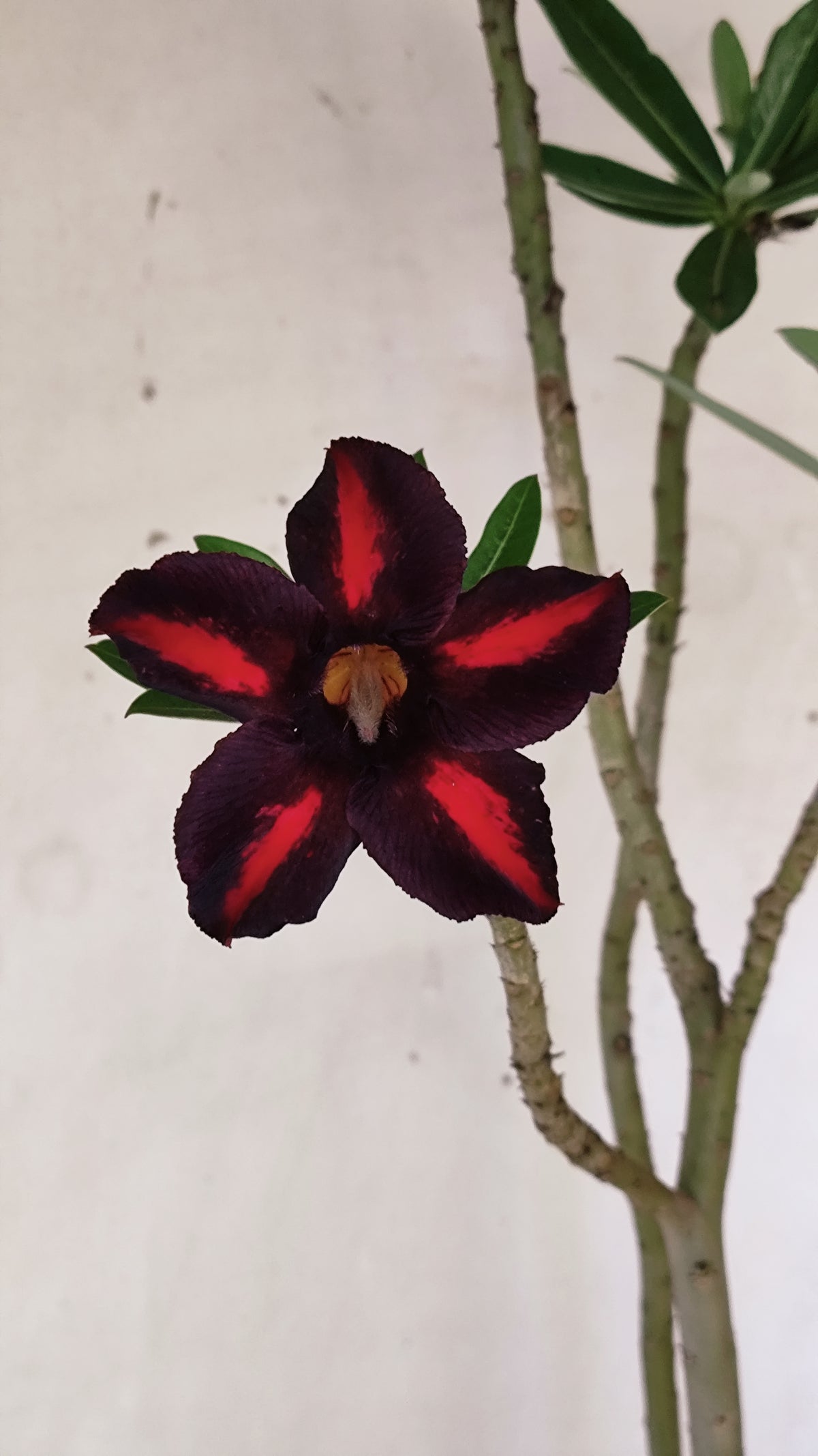 Planta Simples 3657 – 35cm – 03 anos - vaso 15