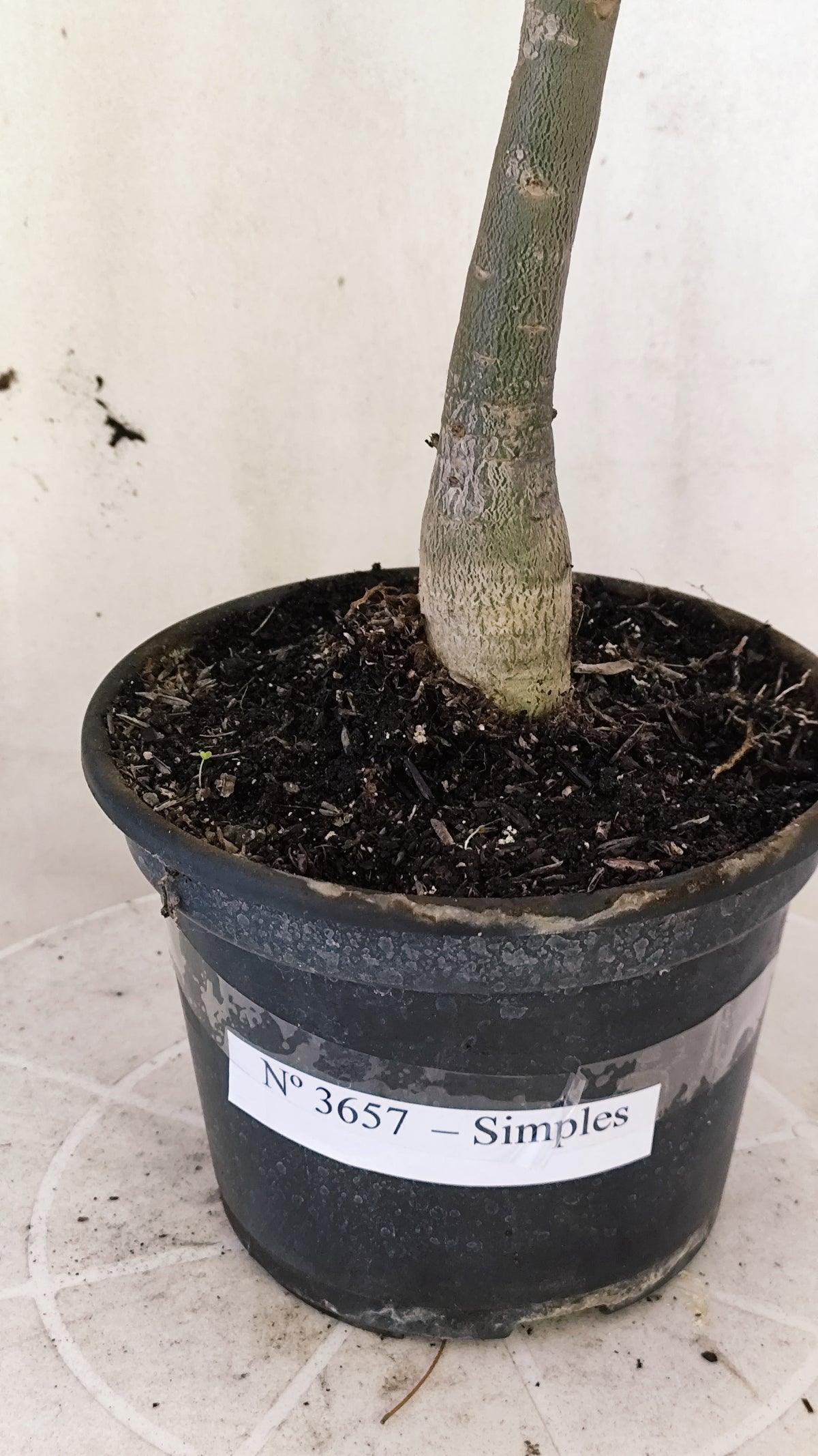 Planta Simples 3657 – 35cm – 03 anos - vaso 15