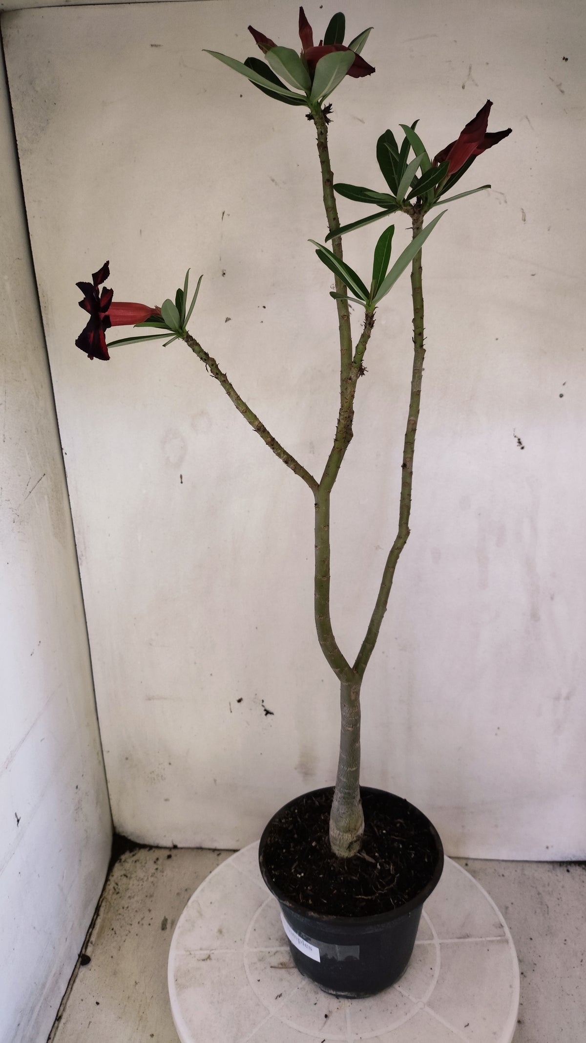 Planta Simples 3657 – 35cm – 03 anos - vaso 15