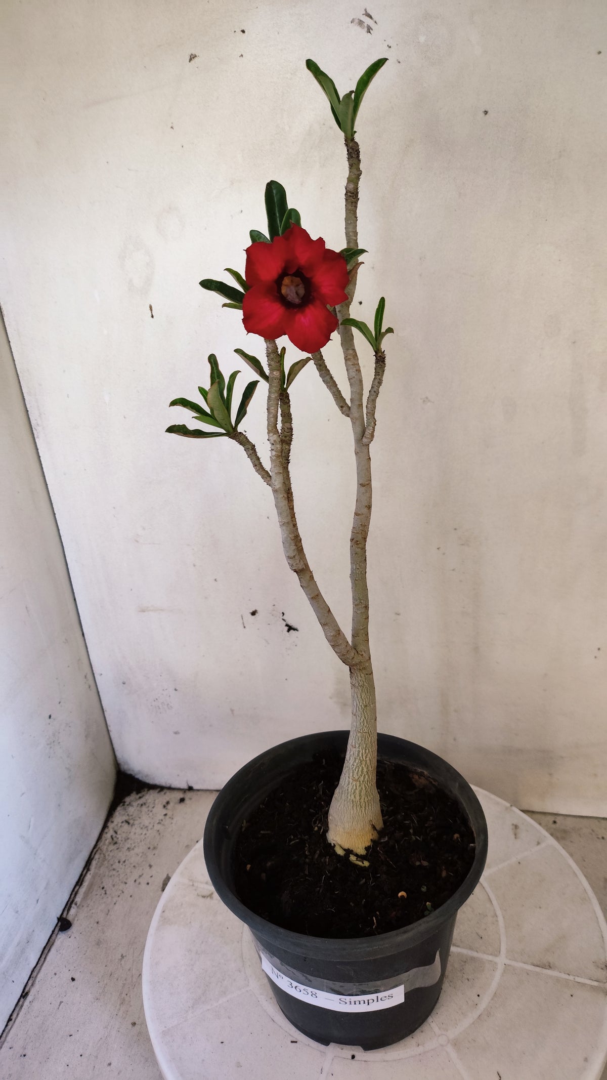 Planta Simples 3658 – 30cm – 02 anos - vaso 15