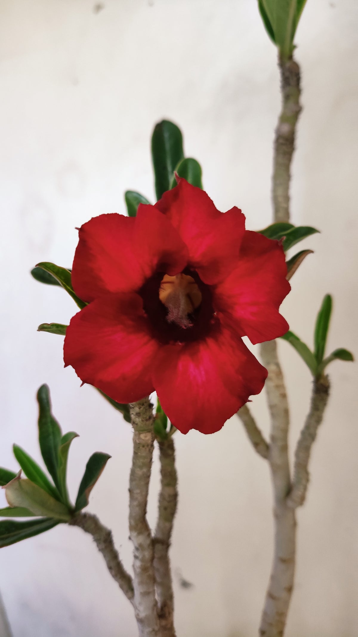 Planta Simples 3658 – 30cm – 02 anos - vaso 15
