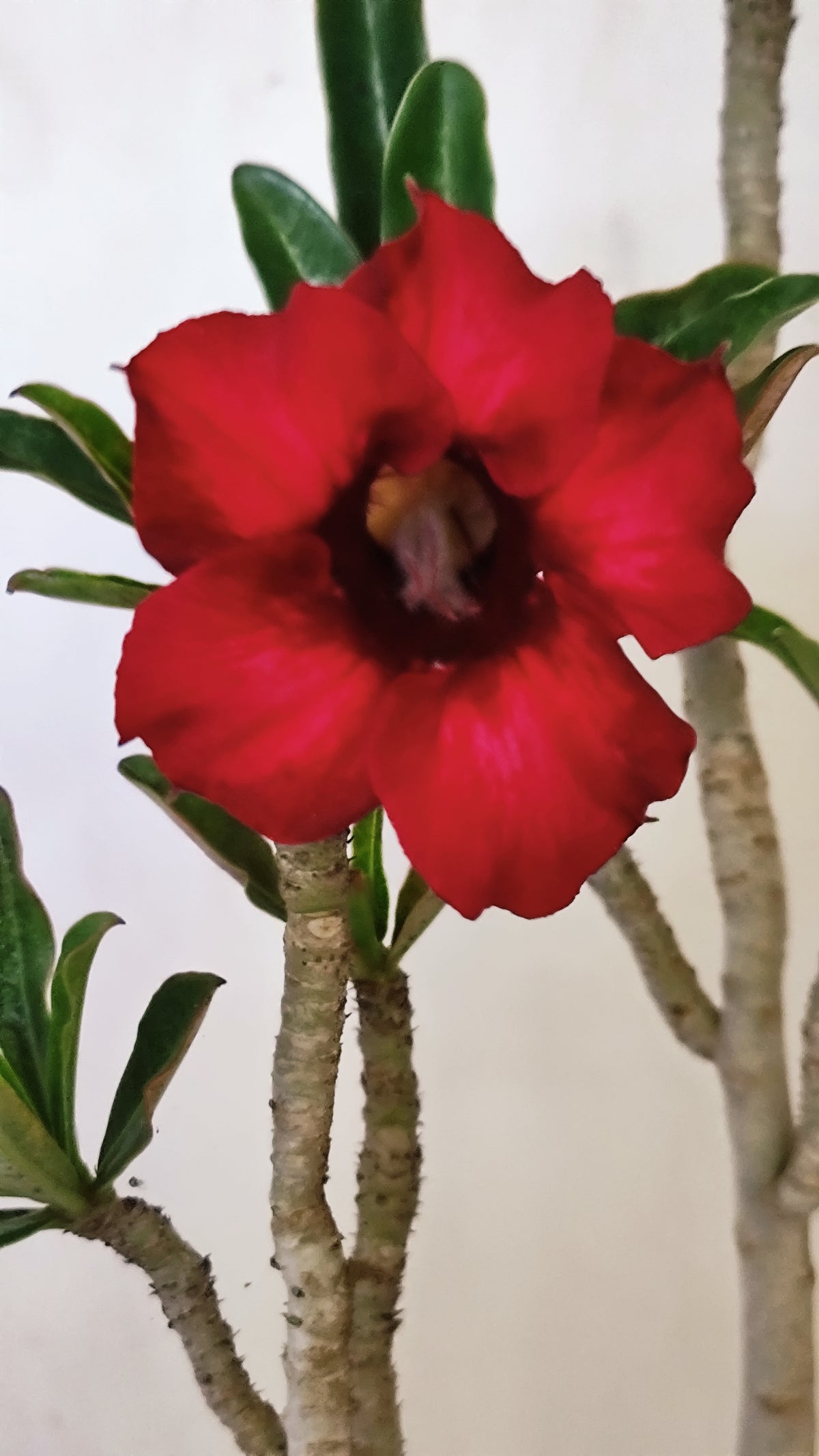 Planta Simples 3658 – 30cm – 02 anos - vaso 15