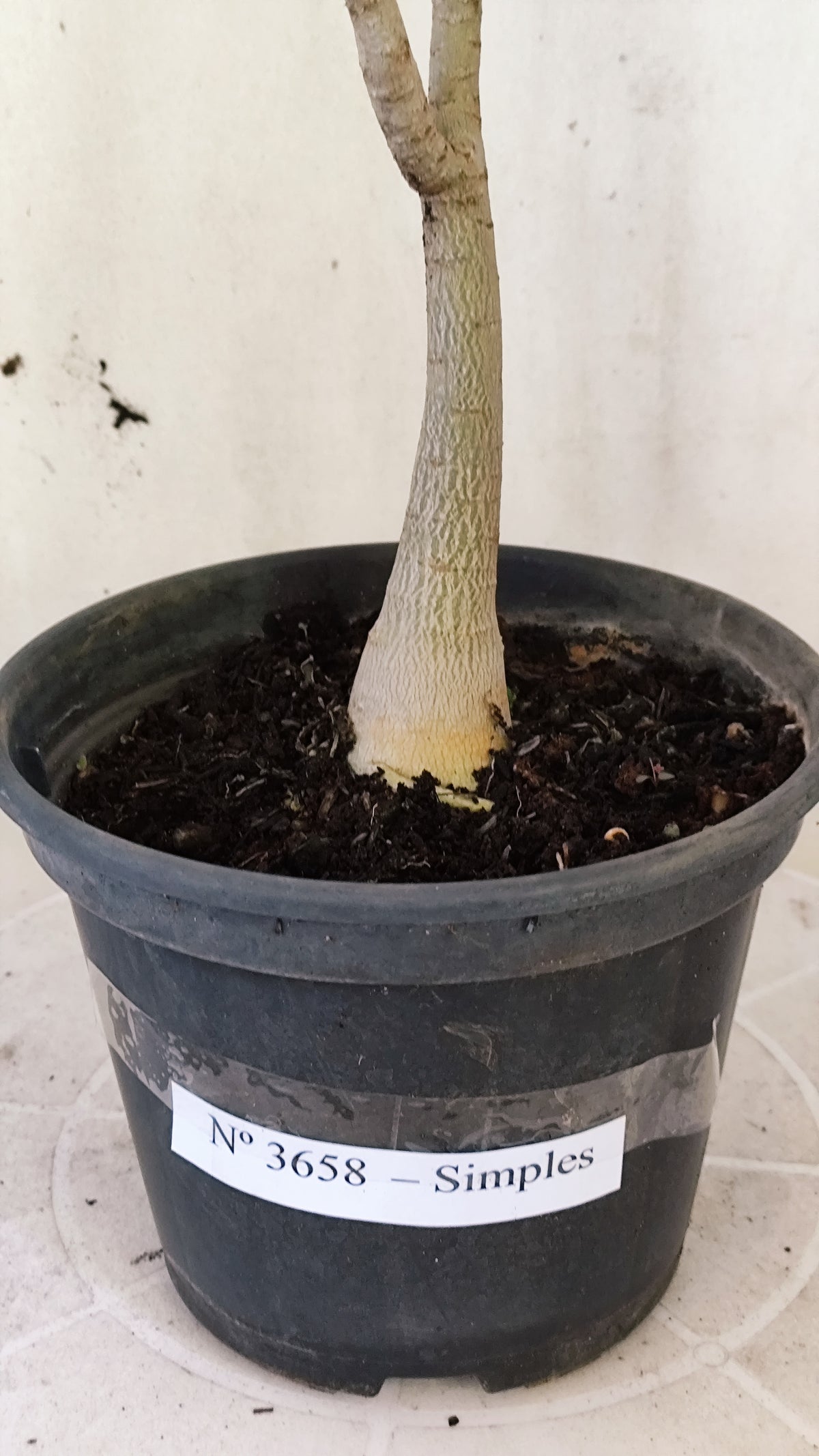 Planta Simples 3658 – 30cm – 02 anos - vaso 15