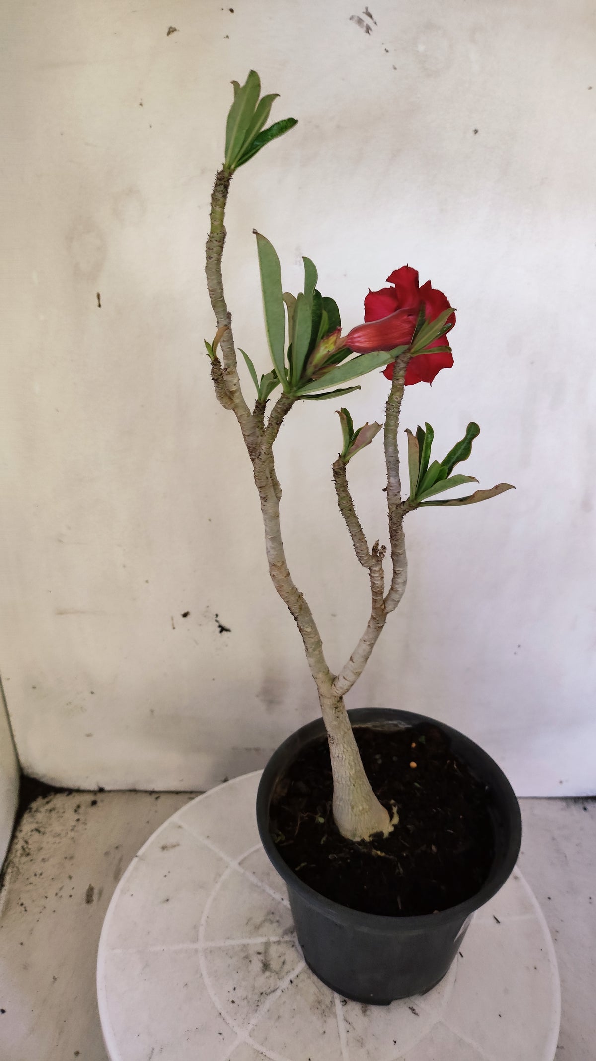 Planta Simples 3658 – 30cm – 02 anos - vaso 15