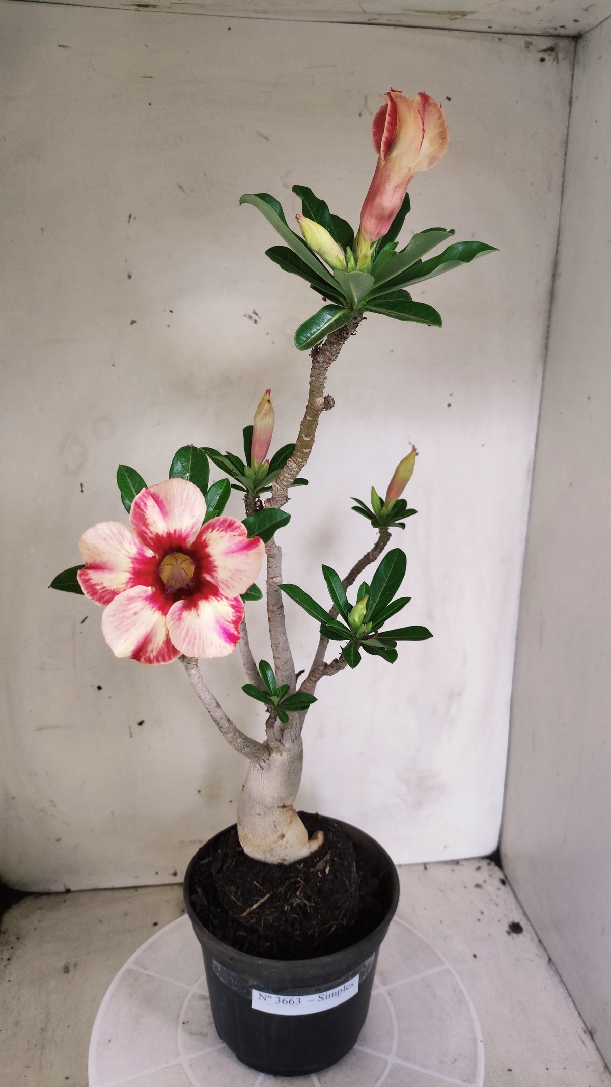 Planta Simples 3663 – 35cm – 03 anos
