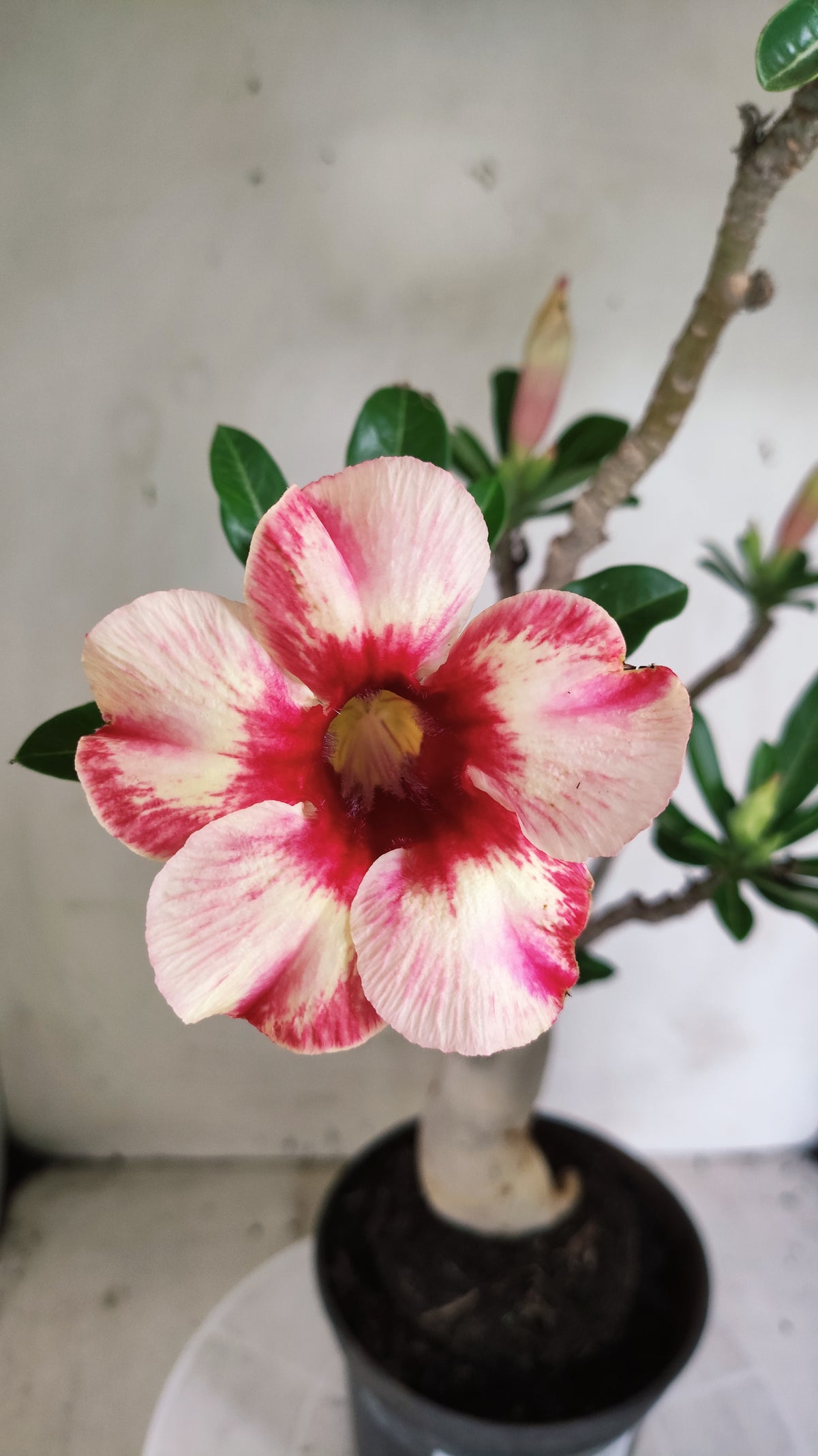 Planta Simples 3663 – 35cm – 03 anos