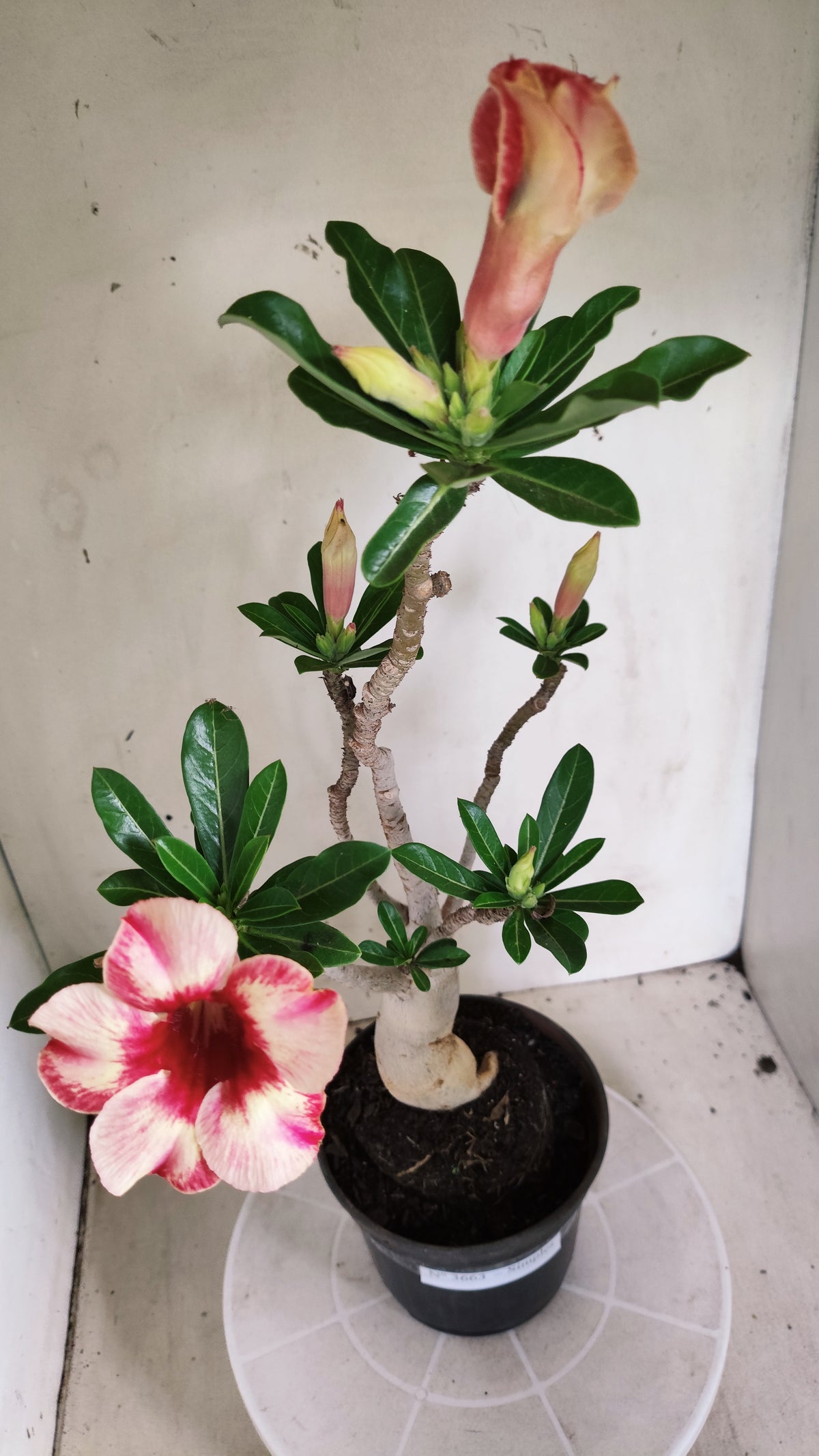 Planta Simples 3663 – 35cm – 03 anos