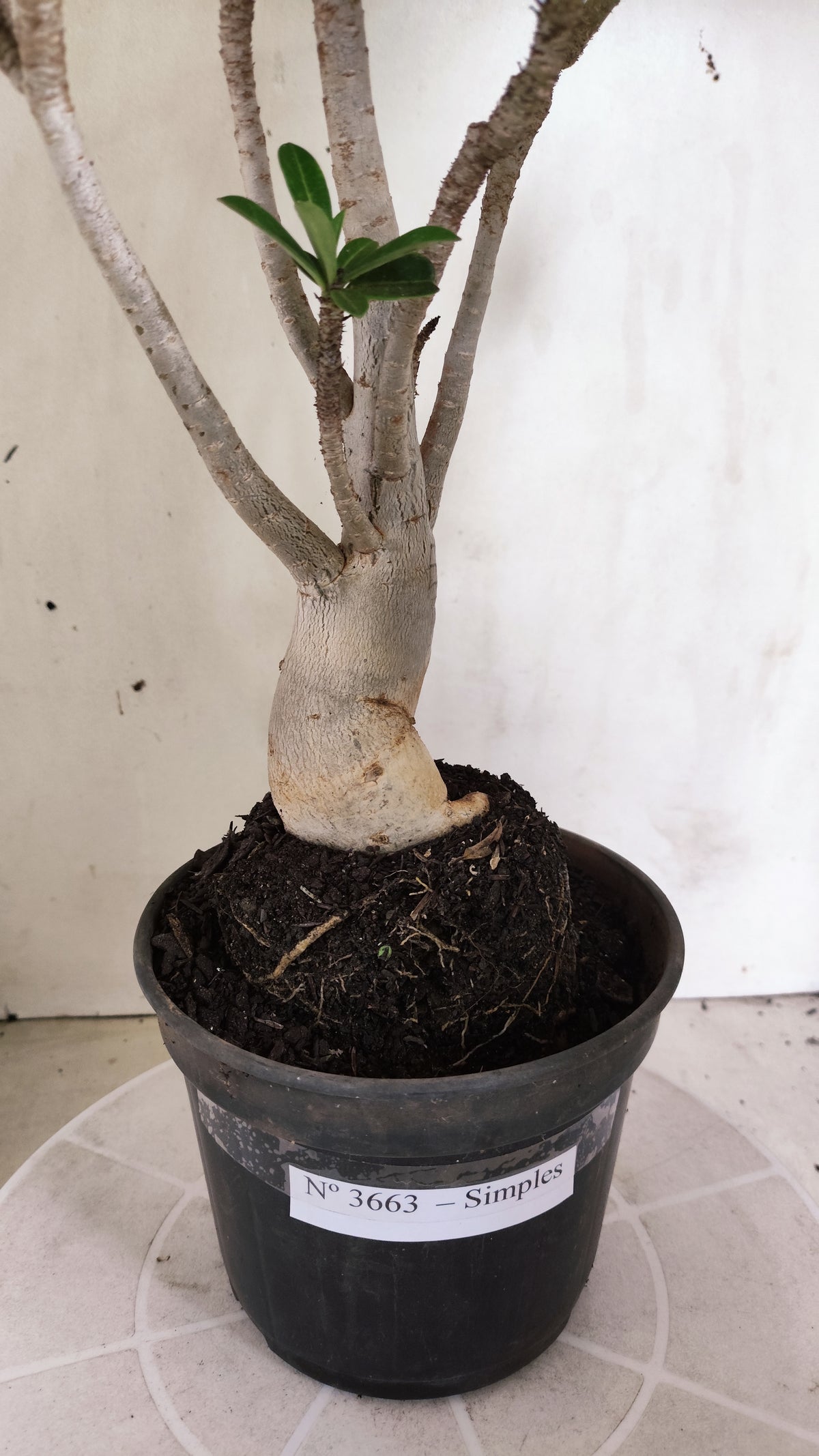 Planta Simples 3663 – 35cm – 03 anos