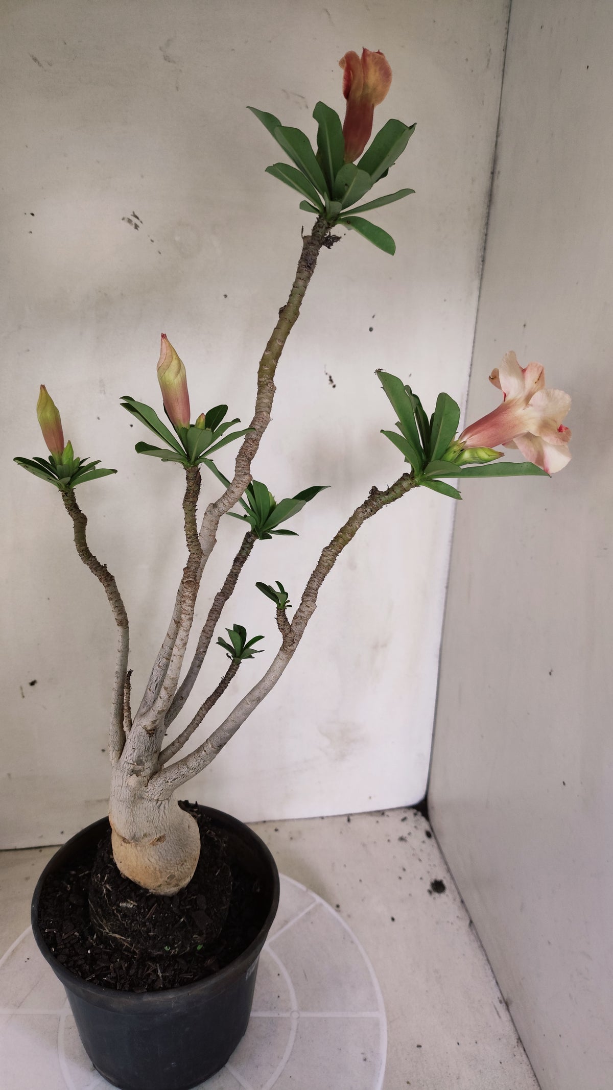 Planta Simples 3663 – 35cm – 03 anos
