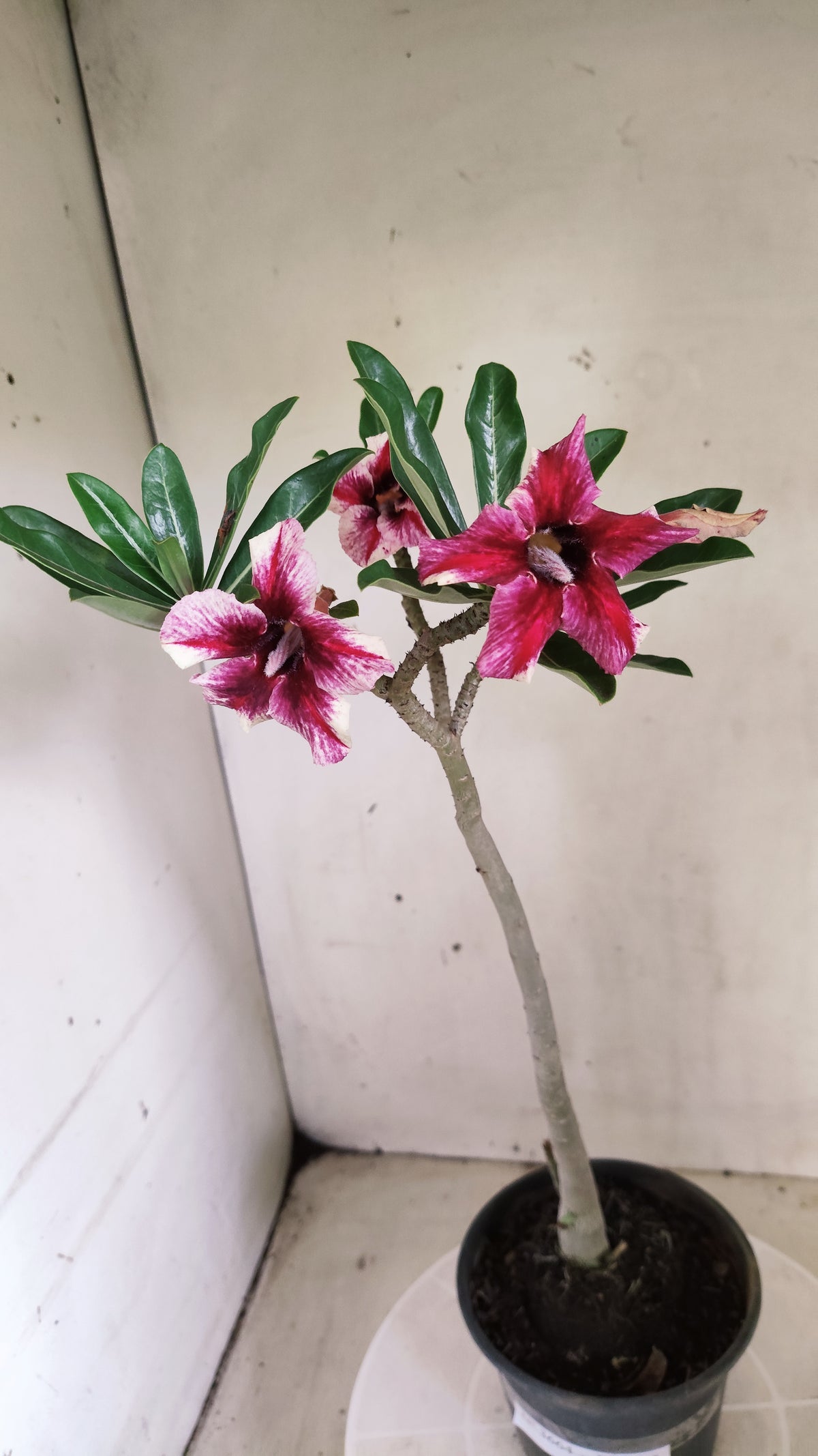 Planta Simples 3664 – 30cm – 02 anos