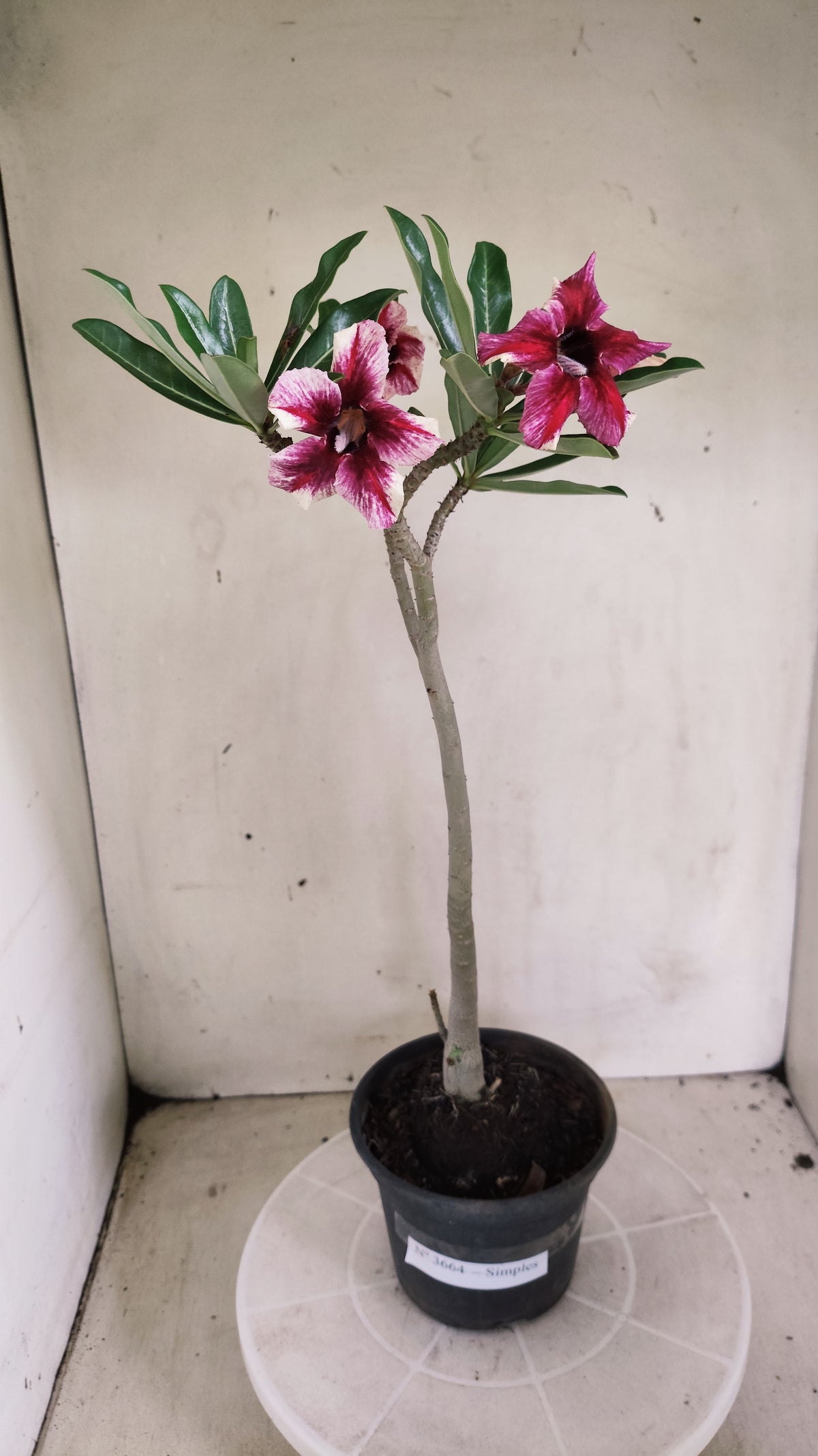 Planta Simples 3664 – 30cm – 02 anos