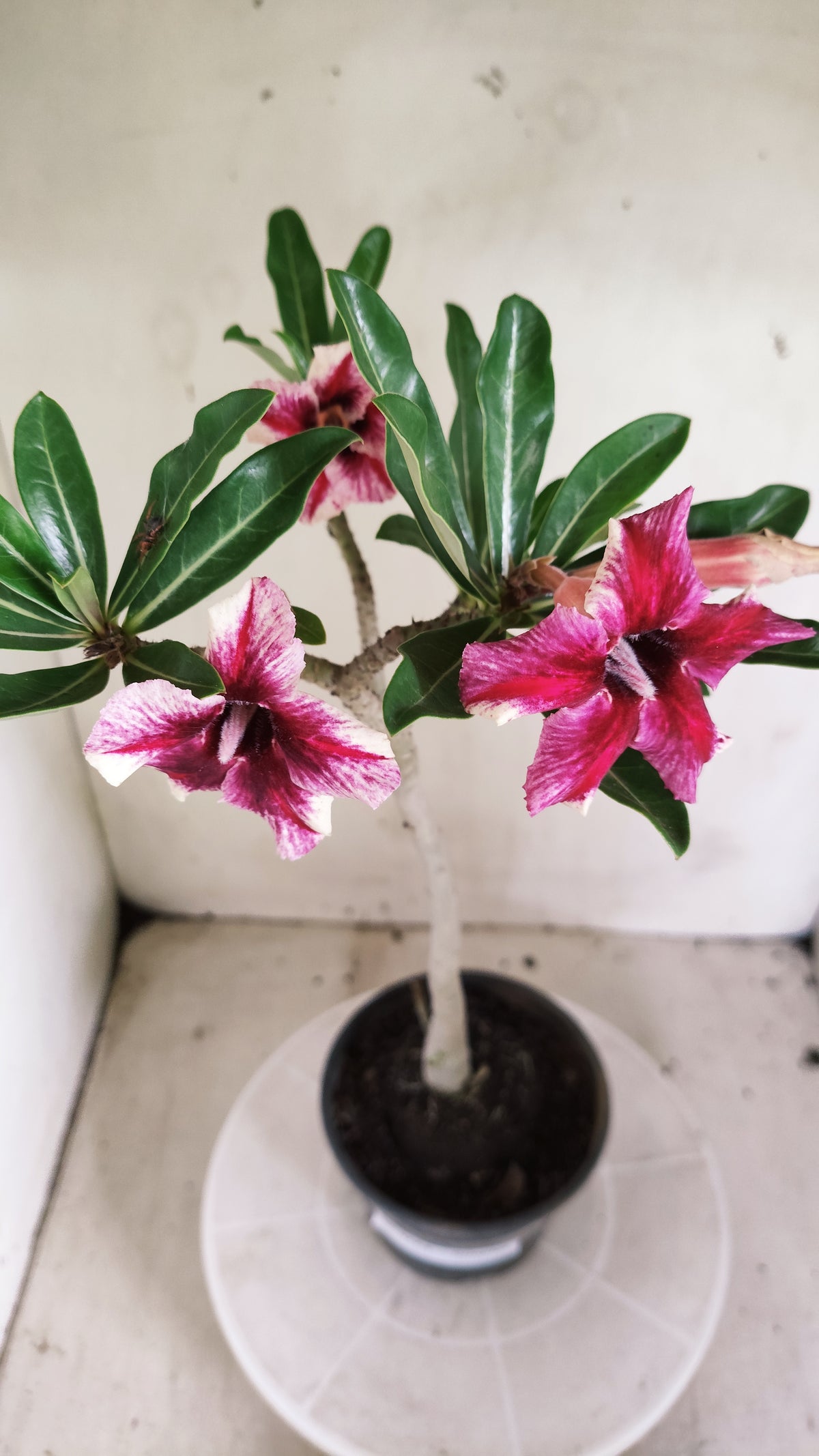 Planta Simples 3664 – 30cm – 02 anos