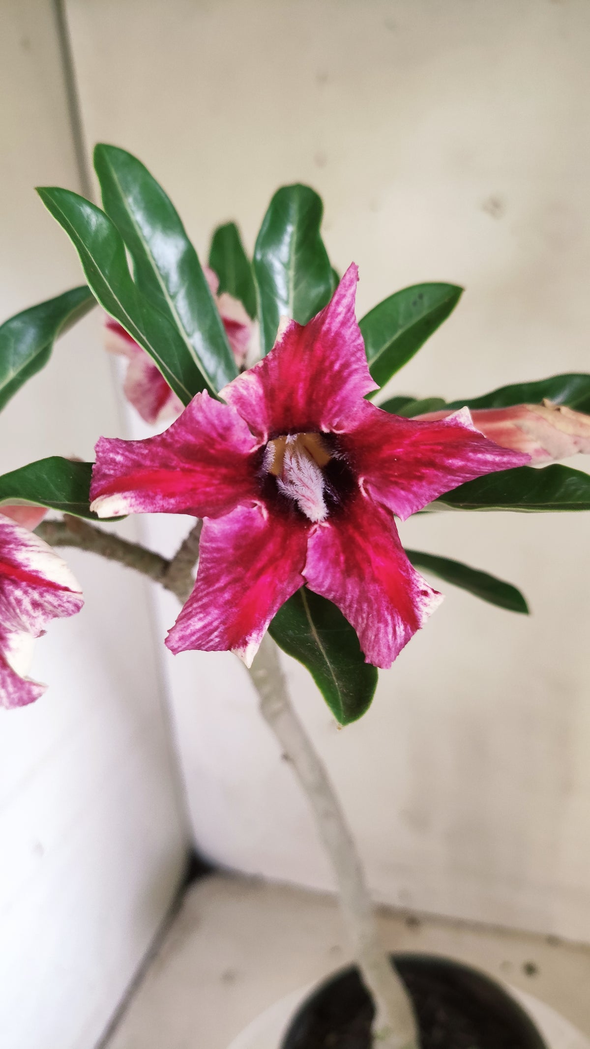 Planta Simples 3664 – 30cm – 02 anos