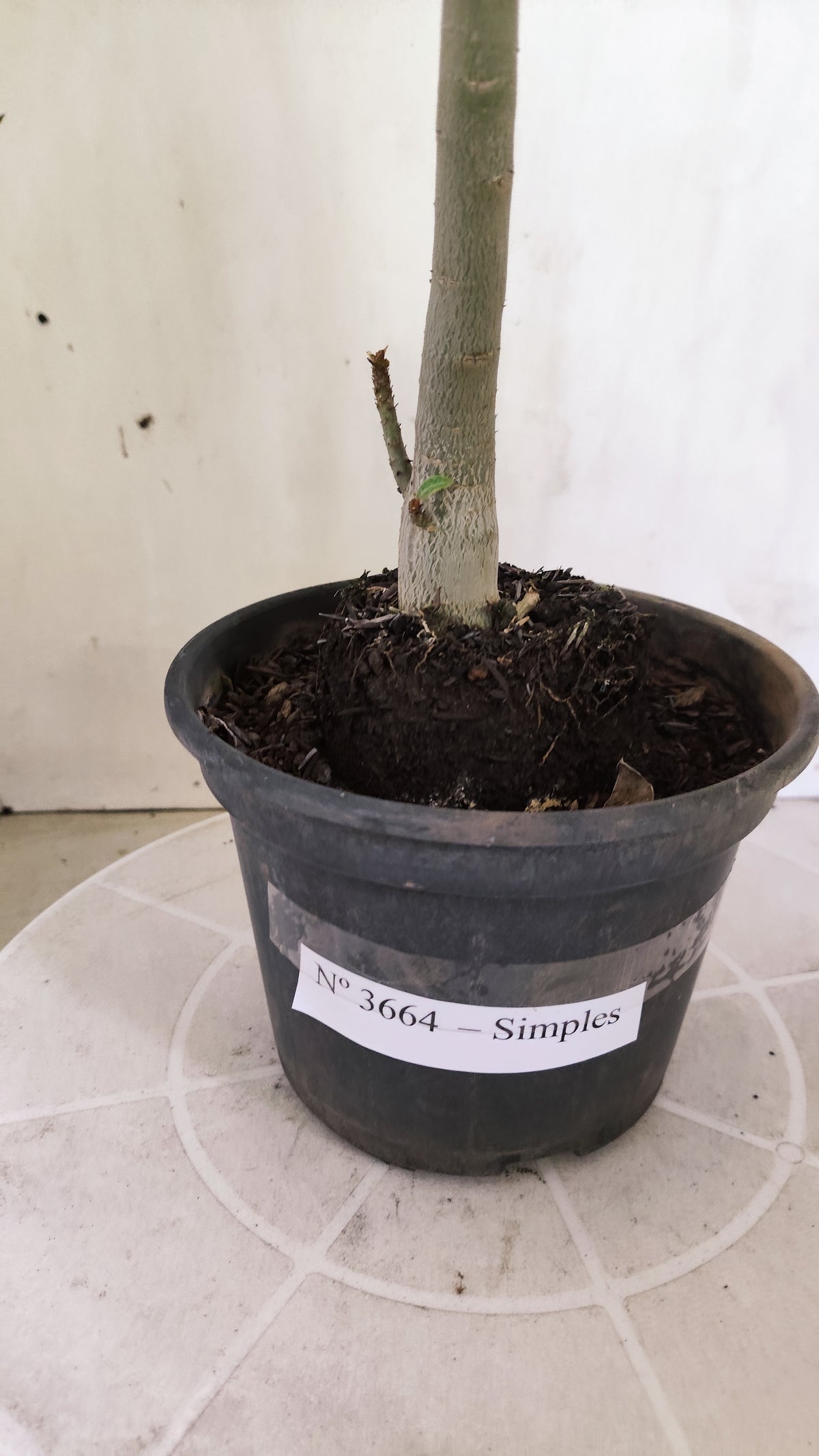 Planta Simples 3664 – 30cm – 02 anos